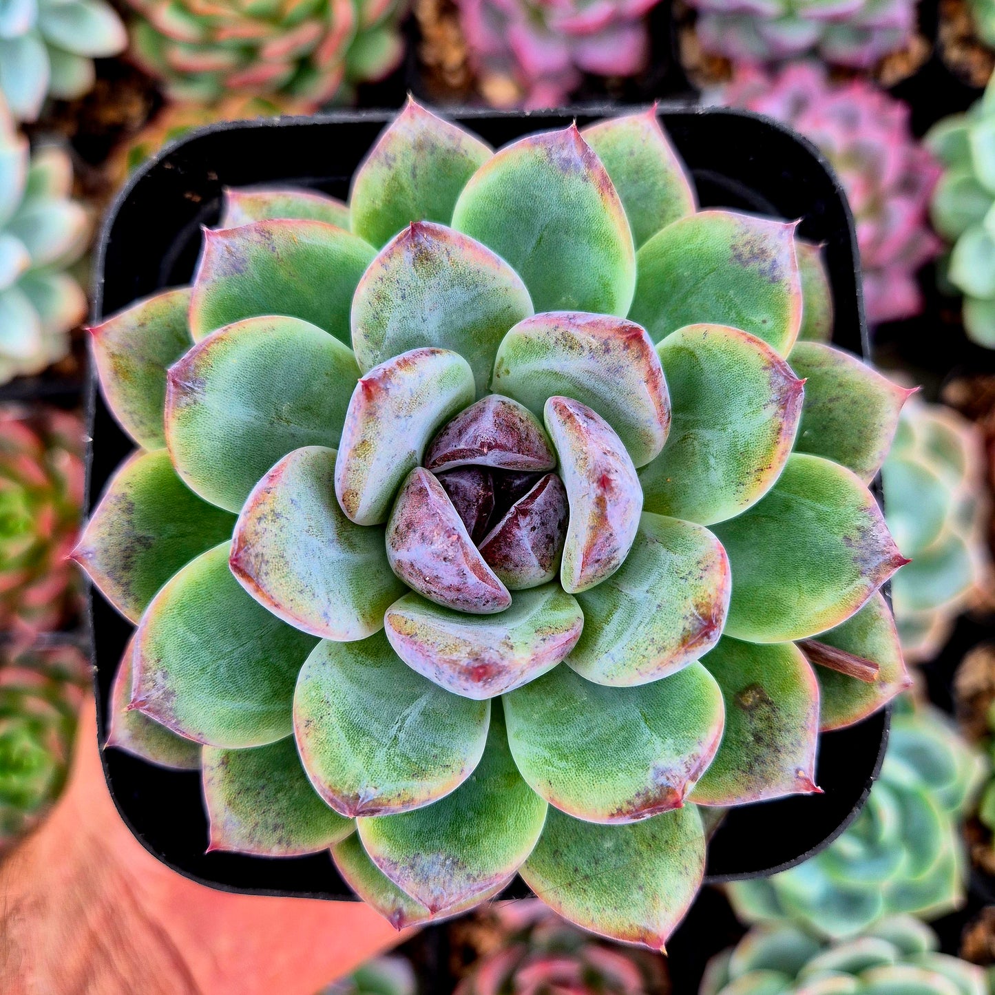 Echeveria « Cherin »