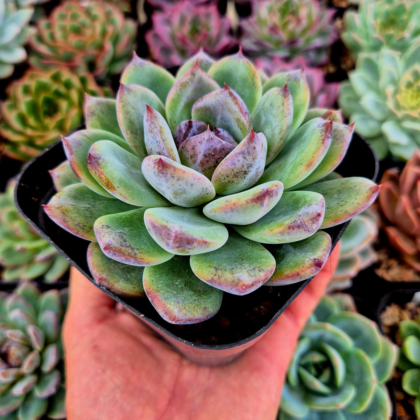 Echeveria « Cherin »