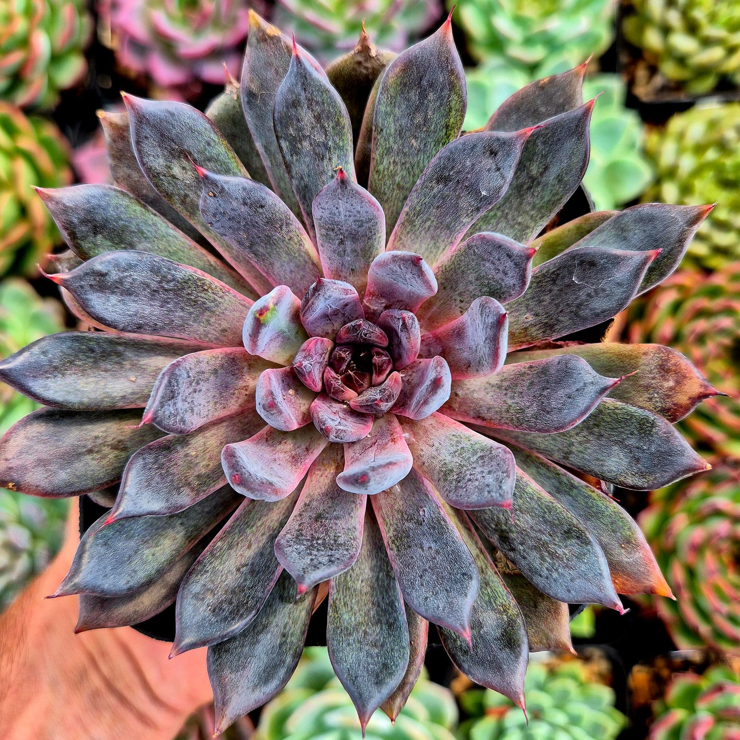 Echeveria « Black Pearl »