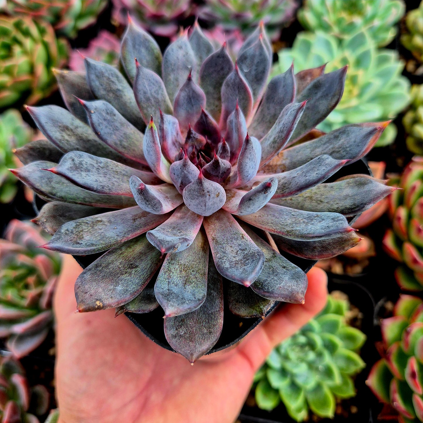 Echeveria « Black Pearl »