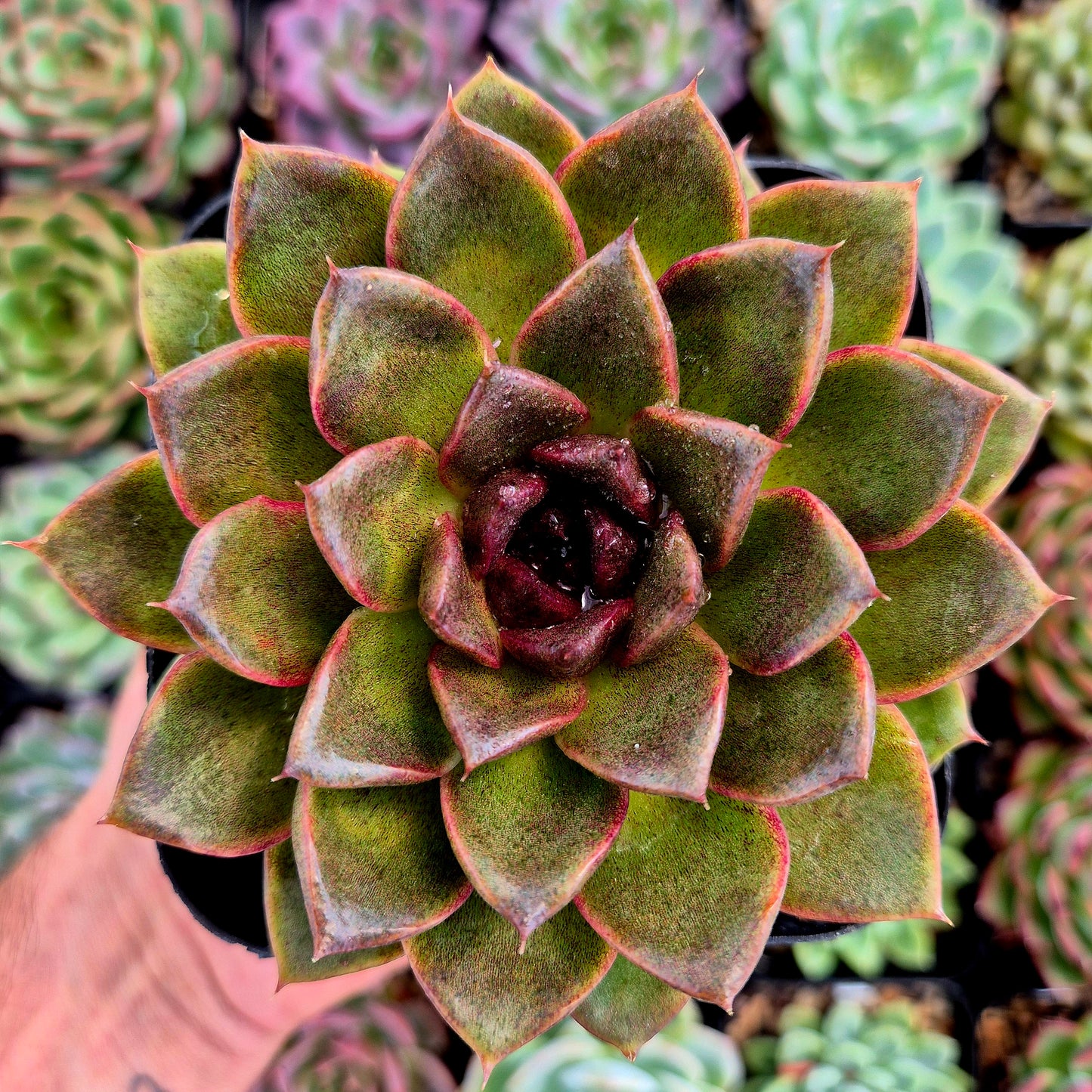 Echeveria « Reine Noire »