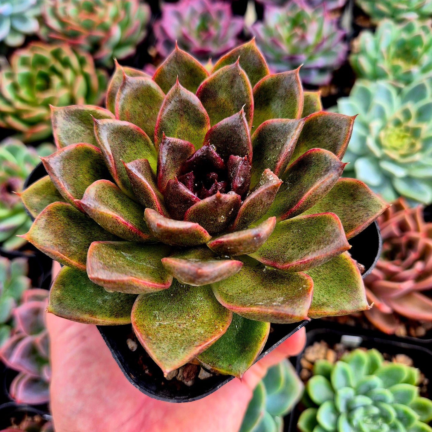 Echeveria « Reine Noire »