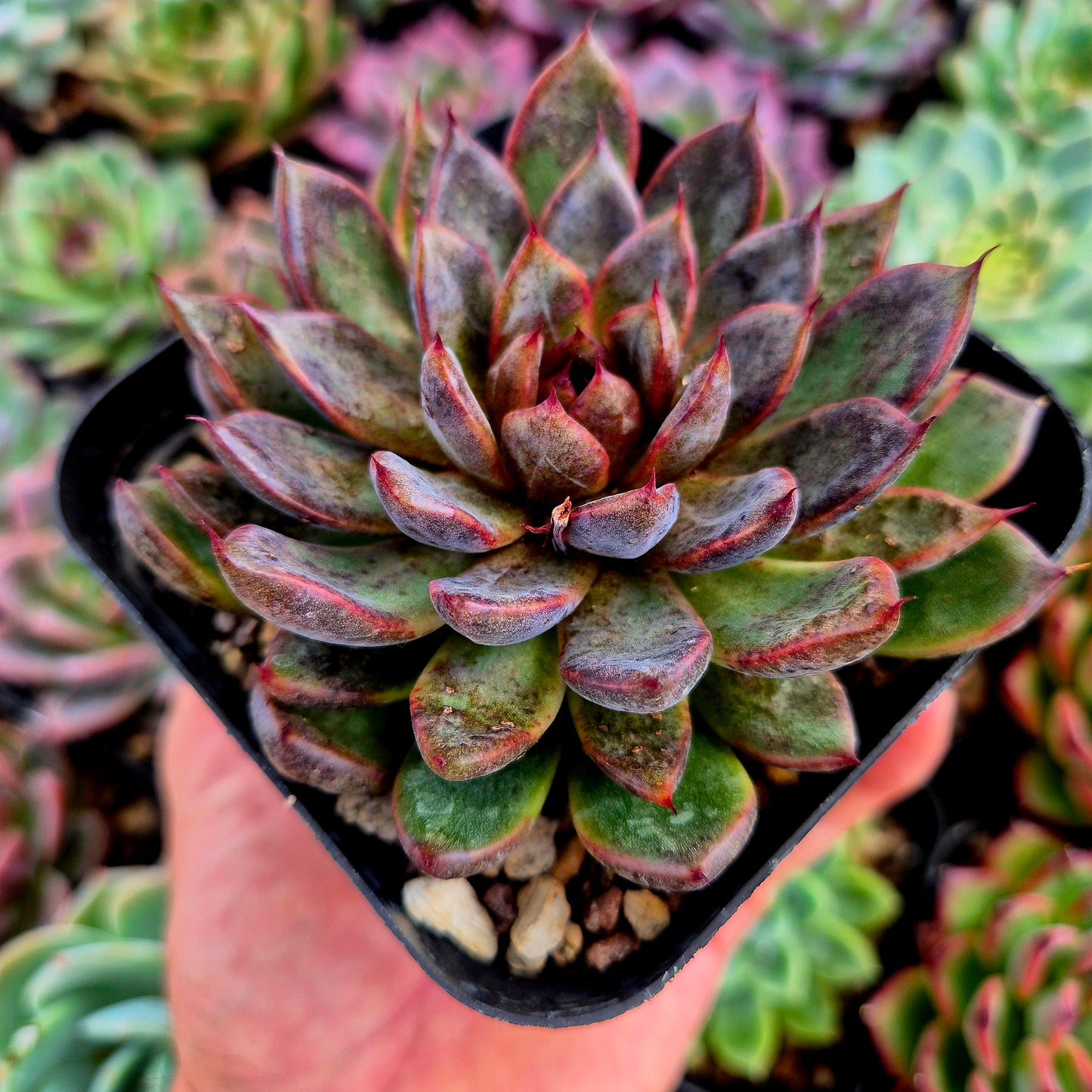 Echeveria "Bloody Mary"