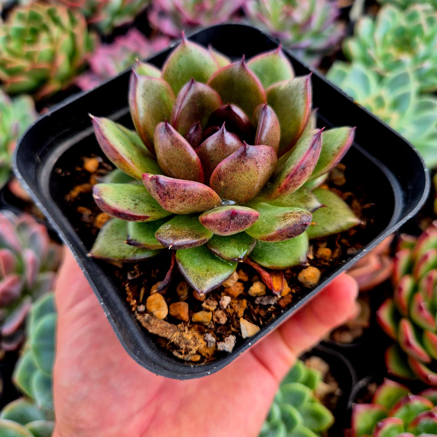 Echeveria « Tigre Noir »
