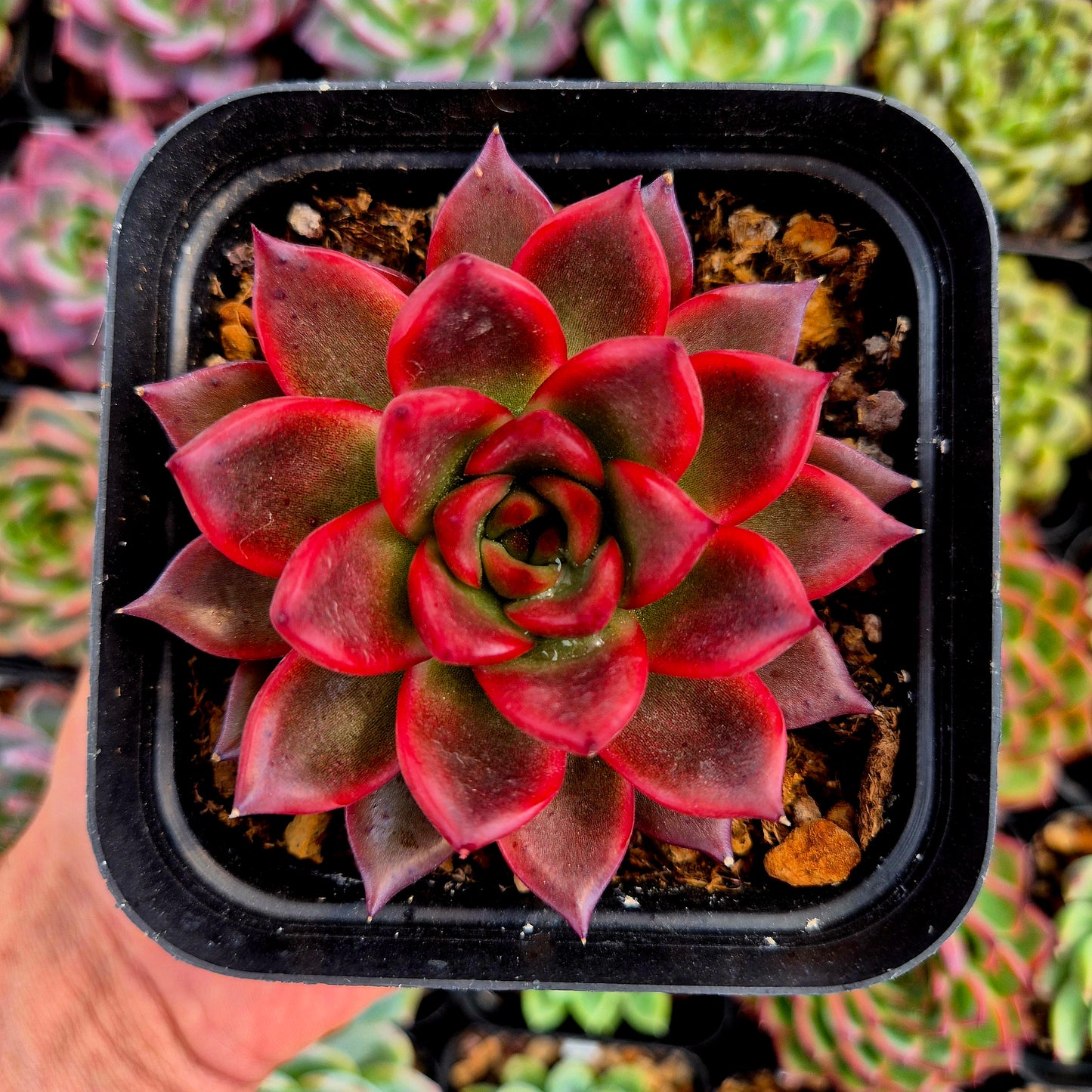 Echeveria "Neon Rouge"