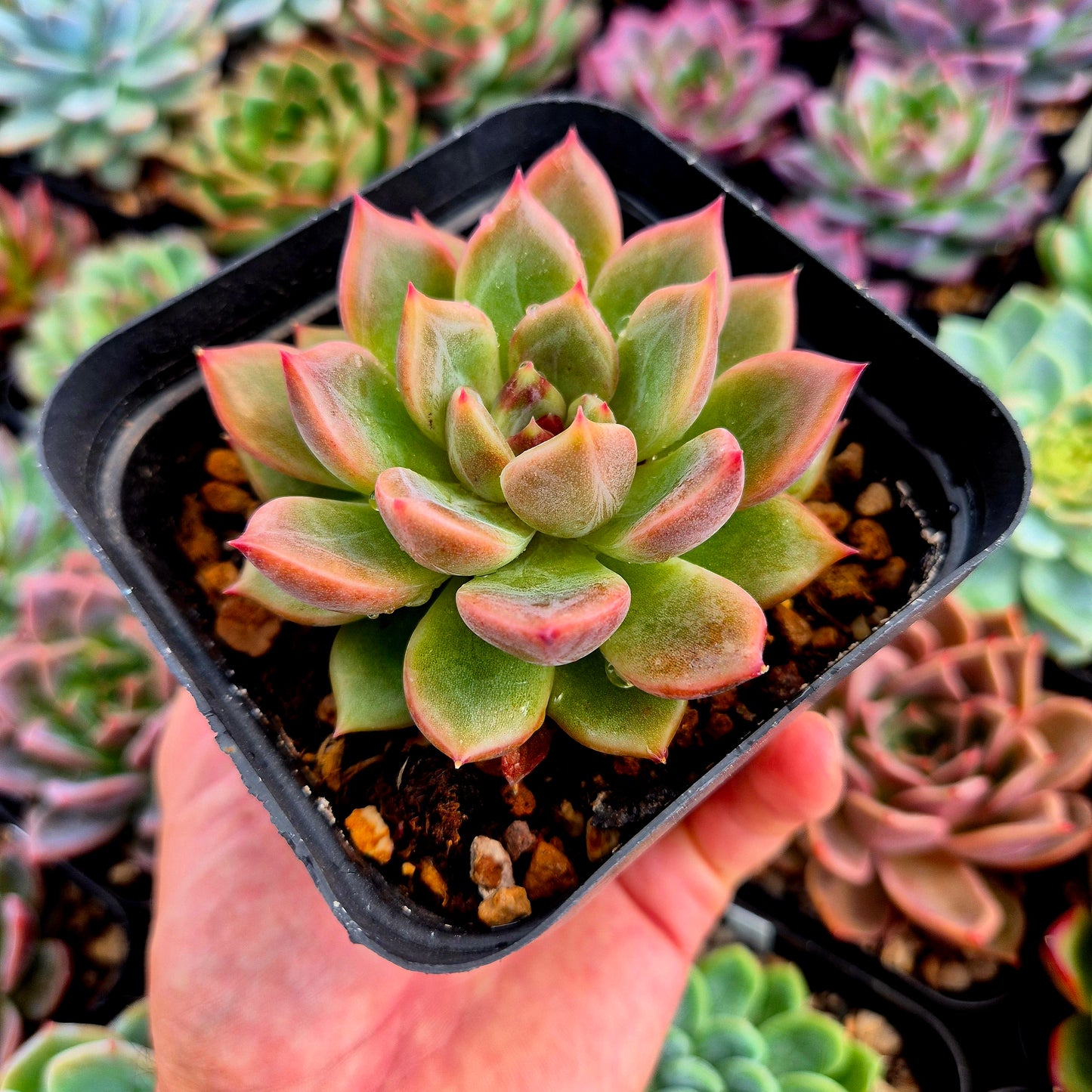 Echeveria « Black Tetra »