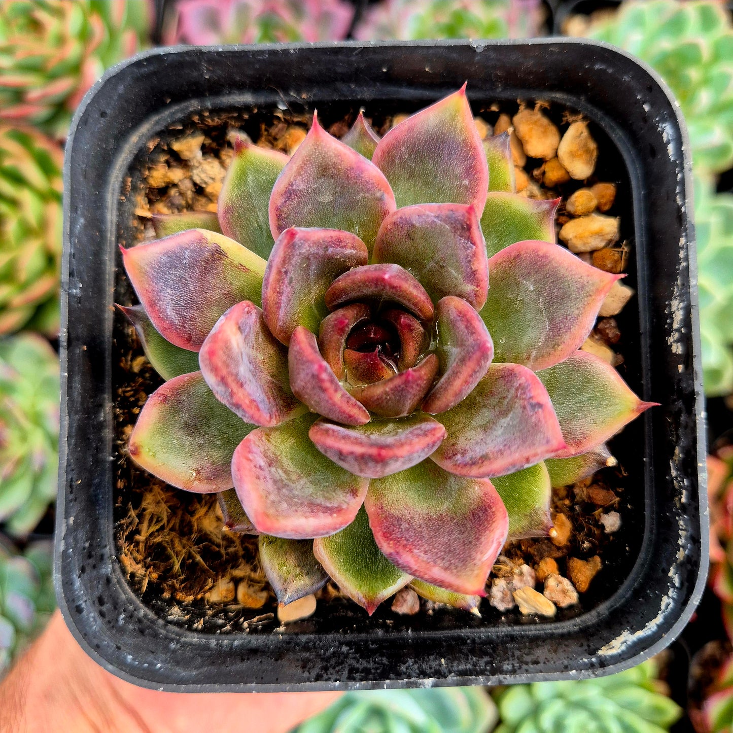 Echeveria "Eyeline Choco"