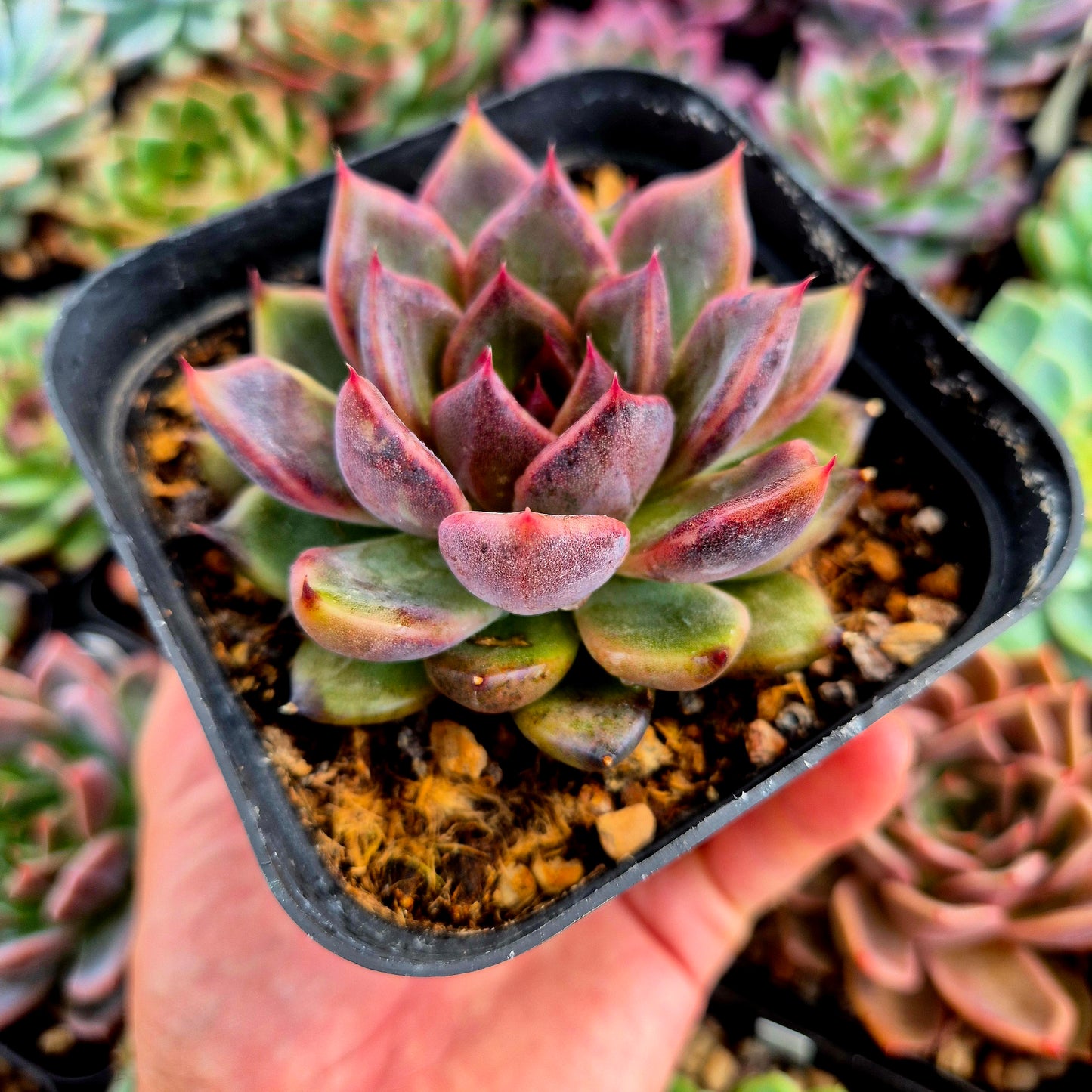 Echeveria "Eyeline Choco"