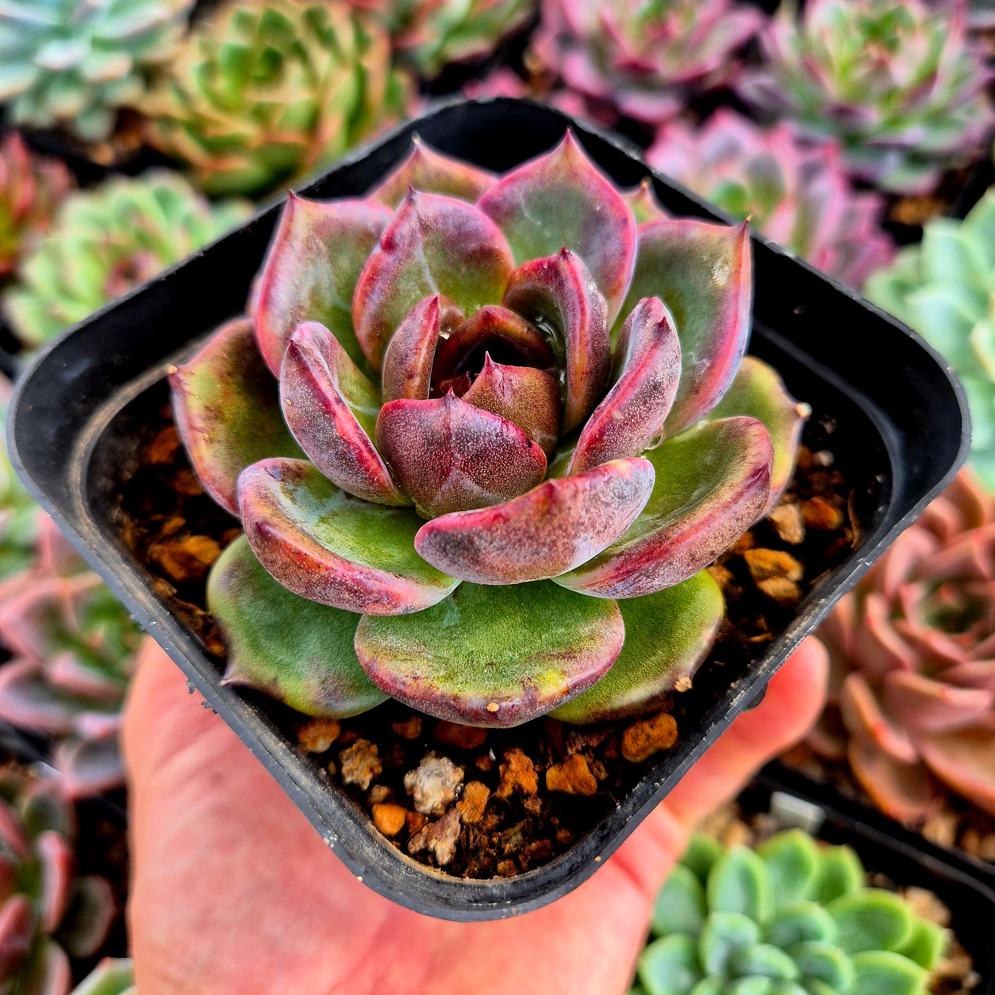 Echeveria « Black Mink »