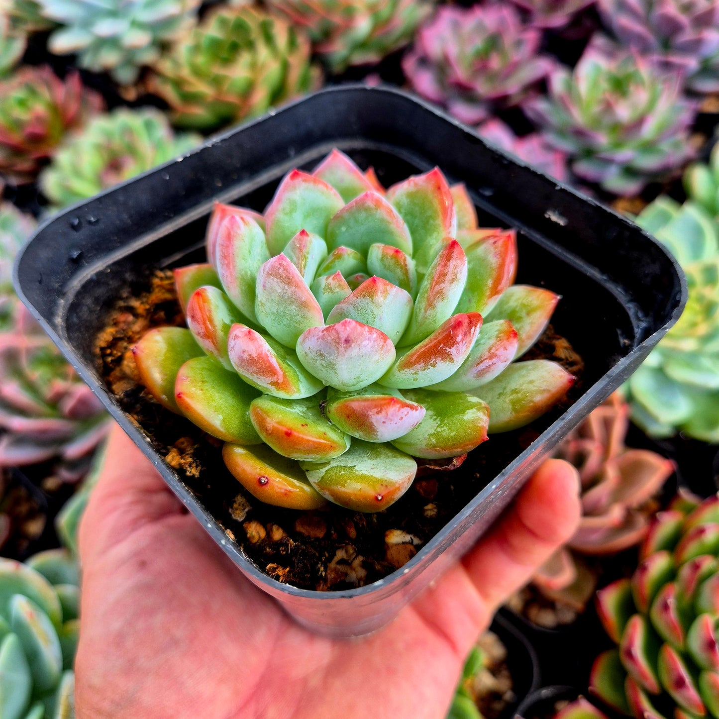Echeveria "Prada"