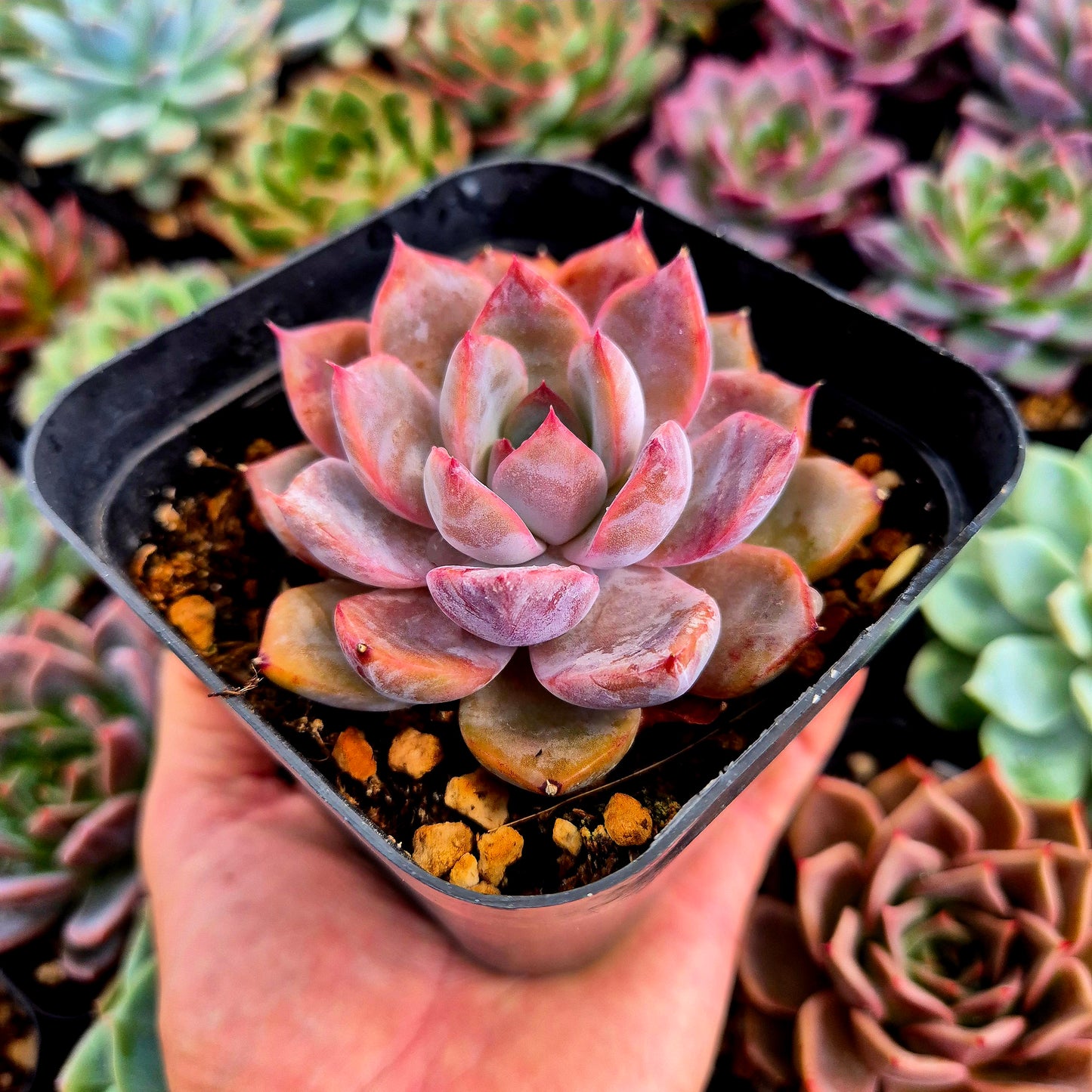 Echeveria « Charming Stone »