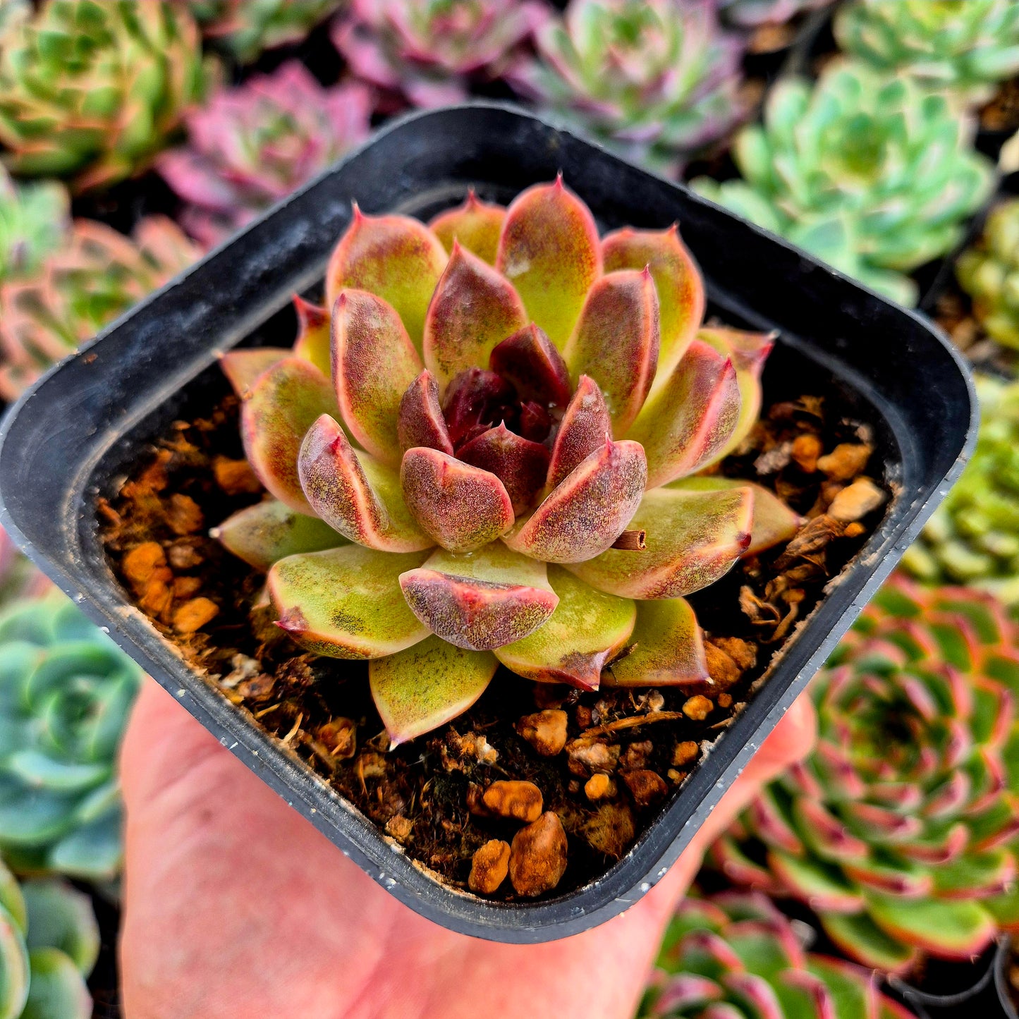 Echeveria "Pushke"