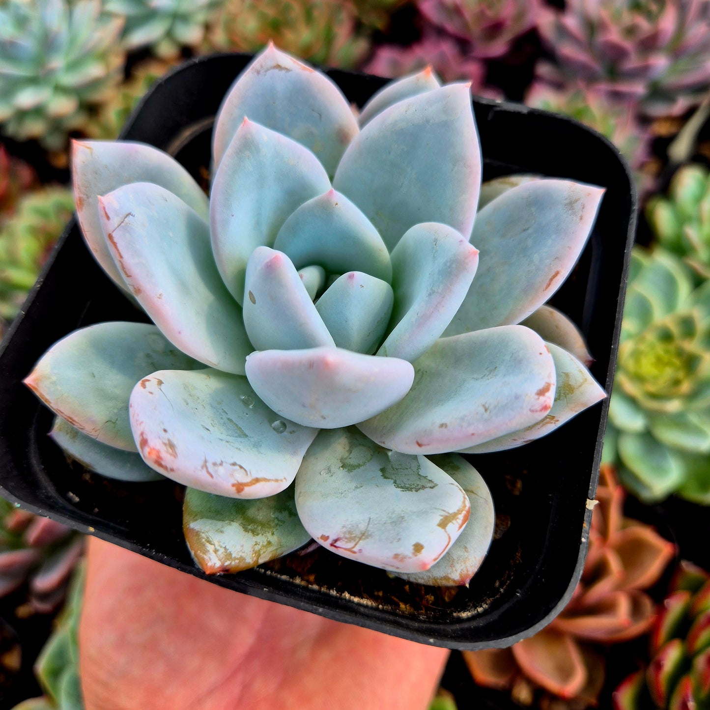 Echeveria "Sang A"