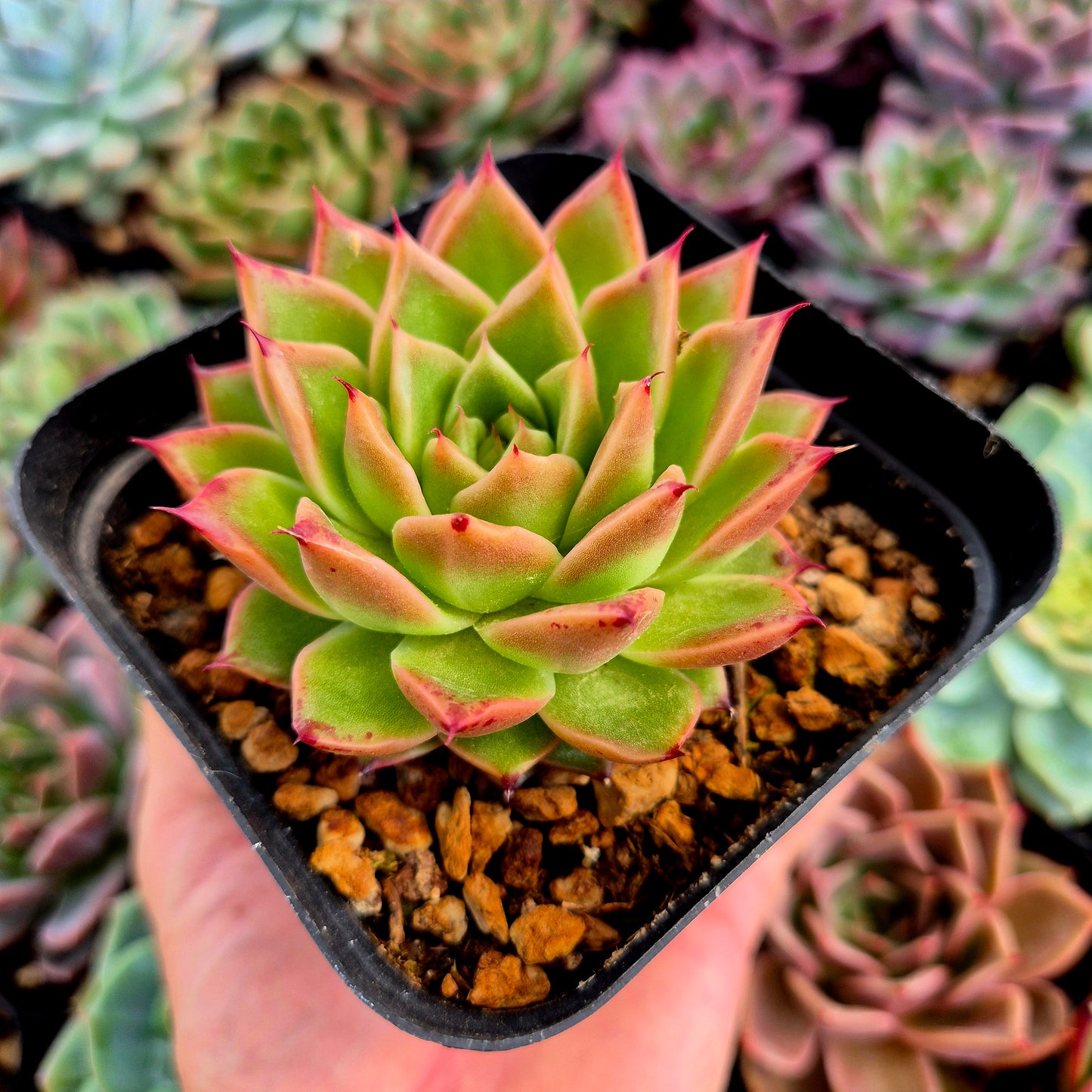Echeveria "Piccante"