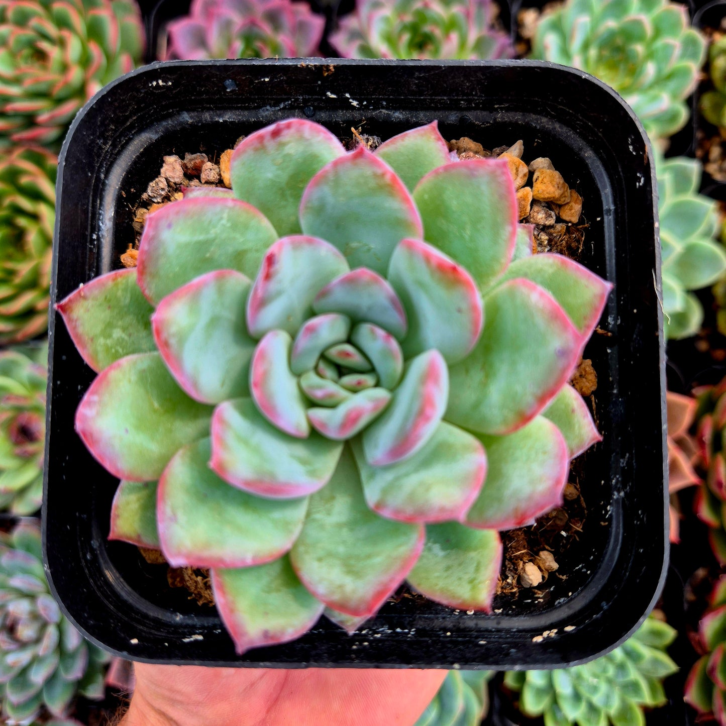 Echeveria "Peach Candy"