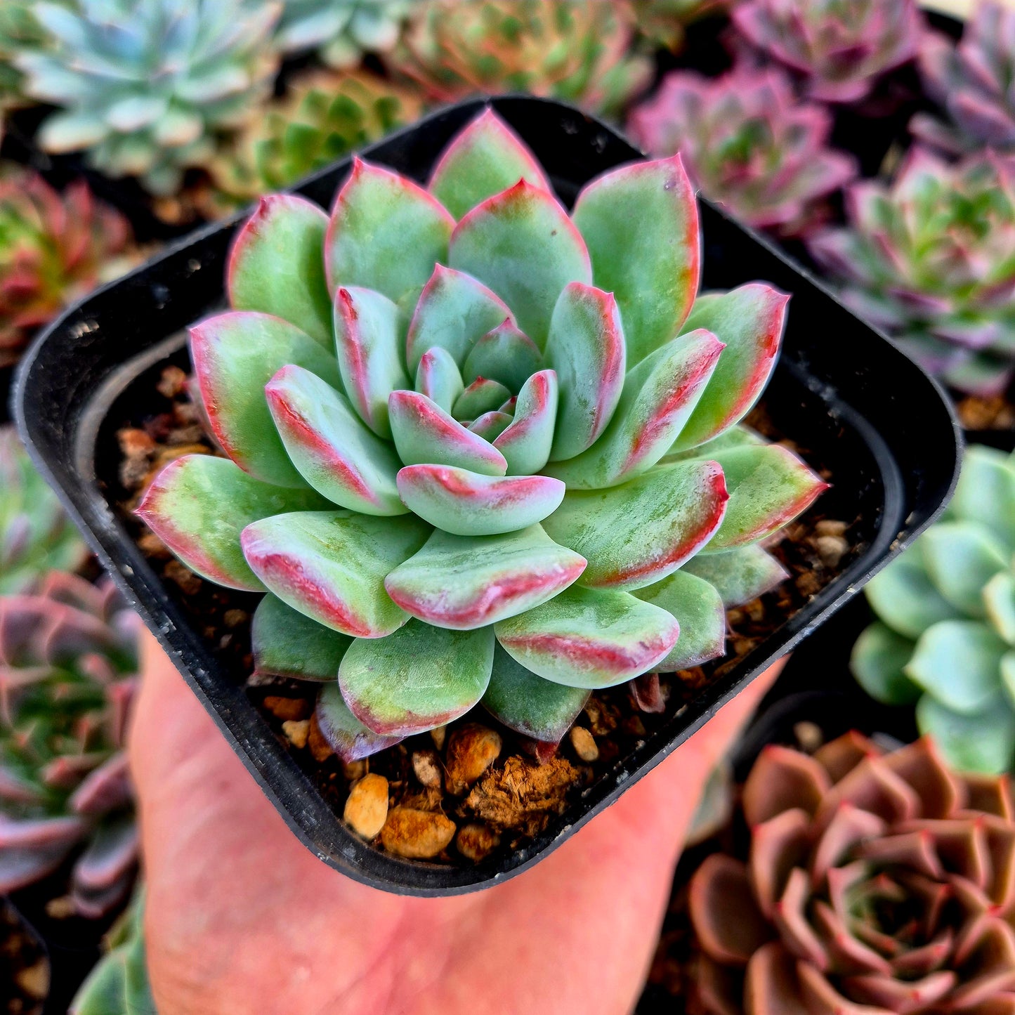 Echeveria "Peach Candy"