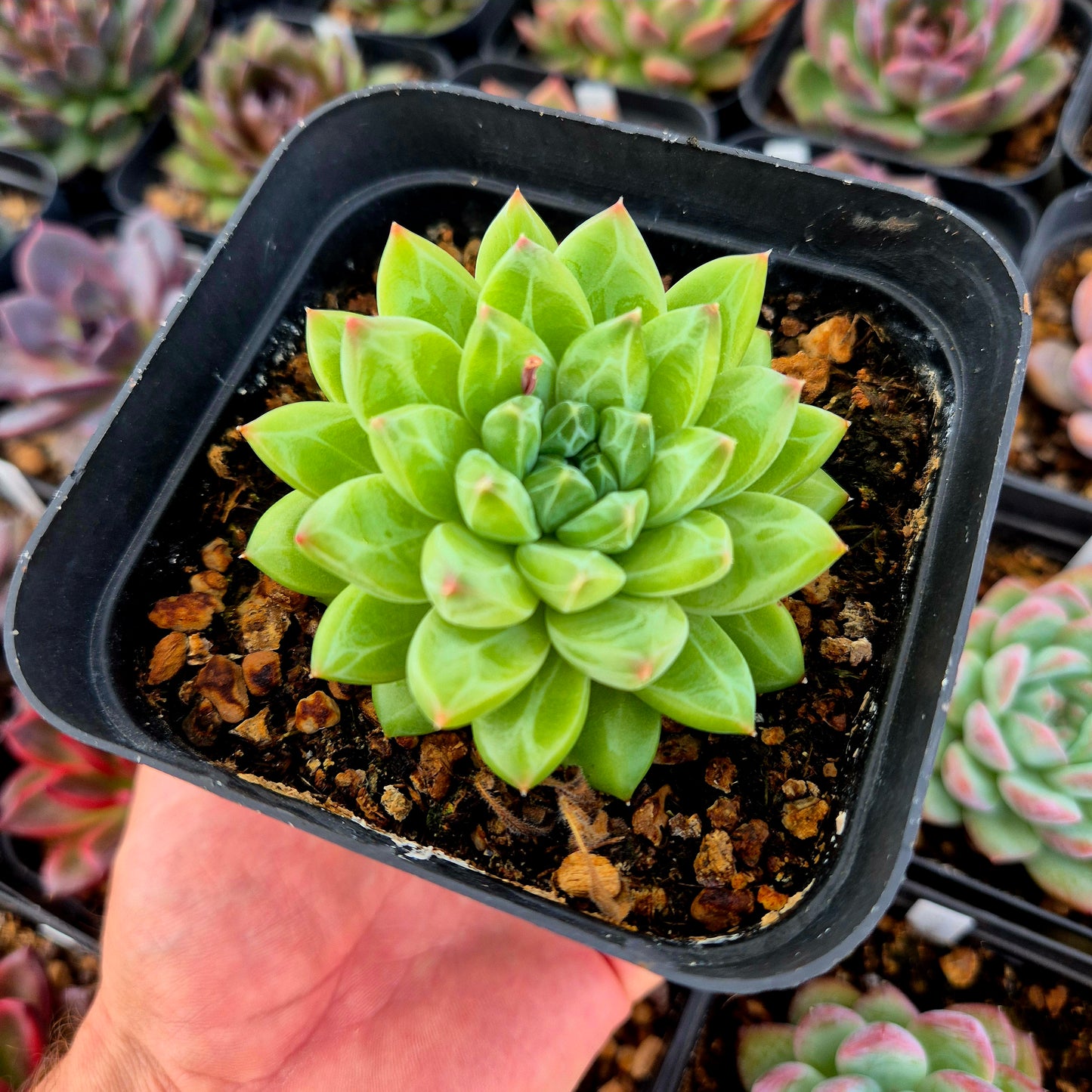 Pachyveria "Unicorno"