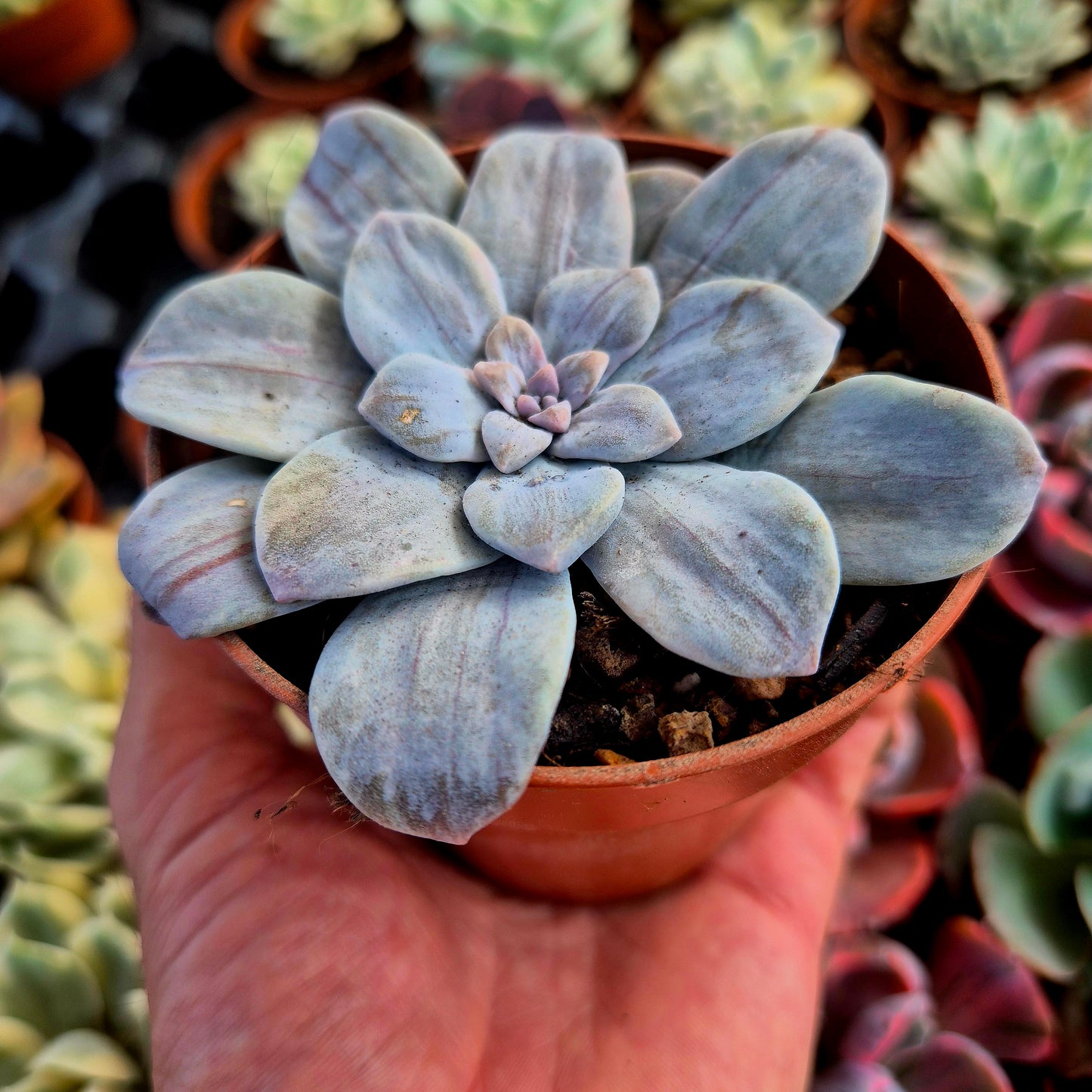 Graptopetalum "Silverbum" variegado