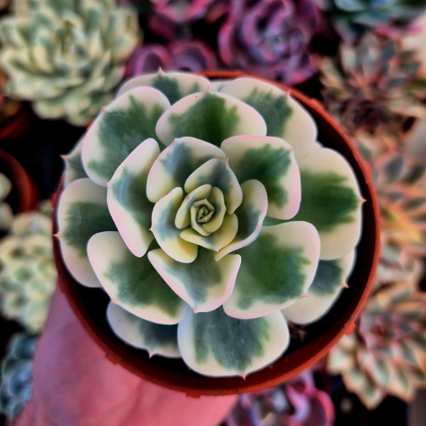 Echeveria "Compton Carousel" variegada