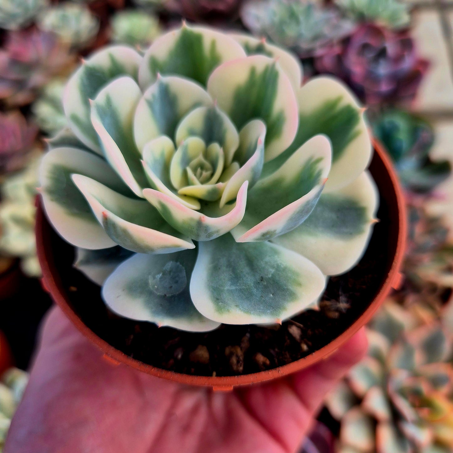 Echeveria "Compton Carousel" variegada