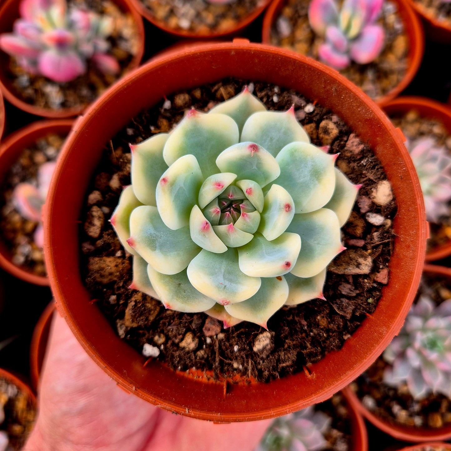 Echeveria chihuahuensis panaché