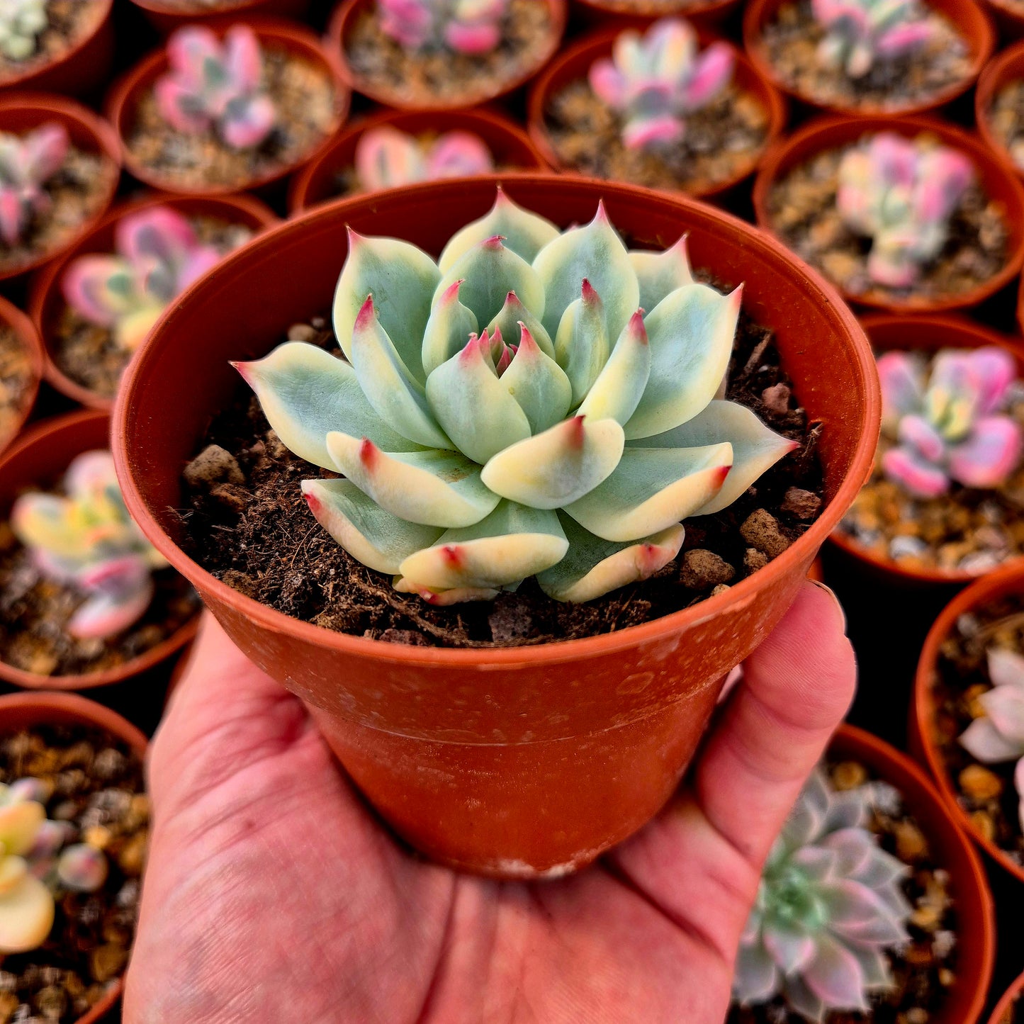 Echeveria chihuahuensis panaché