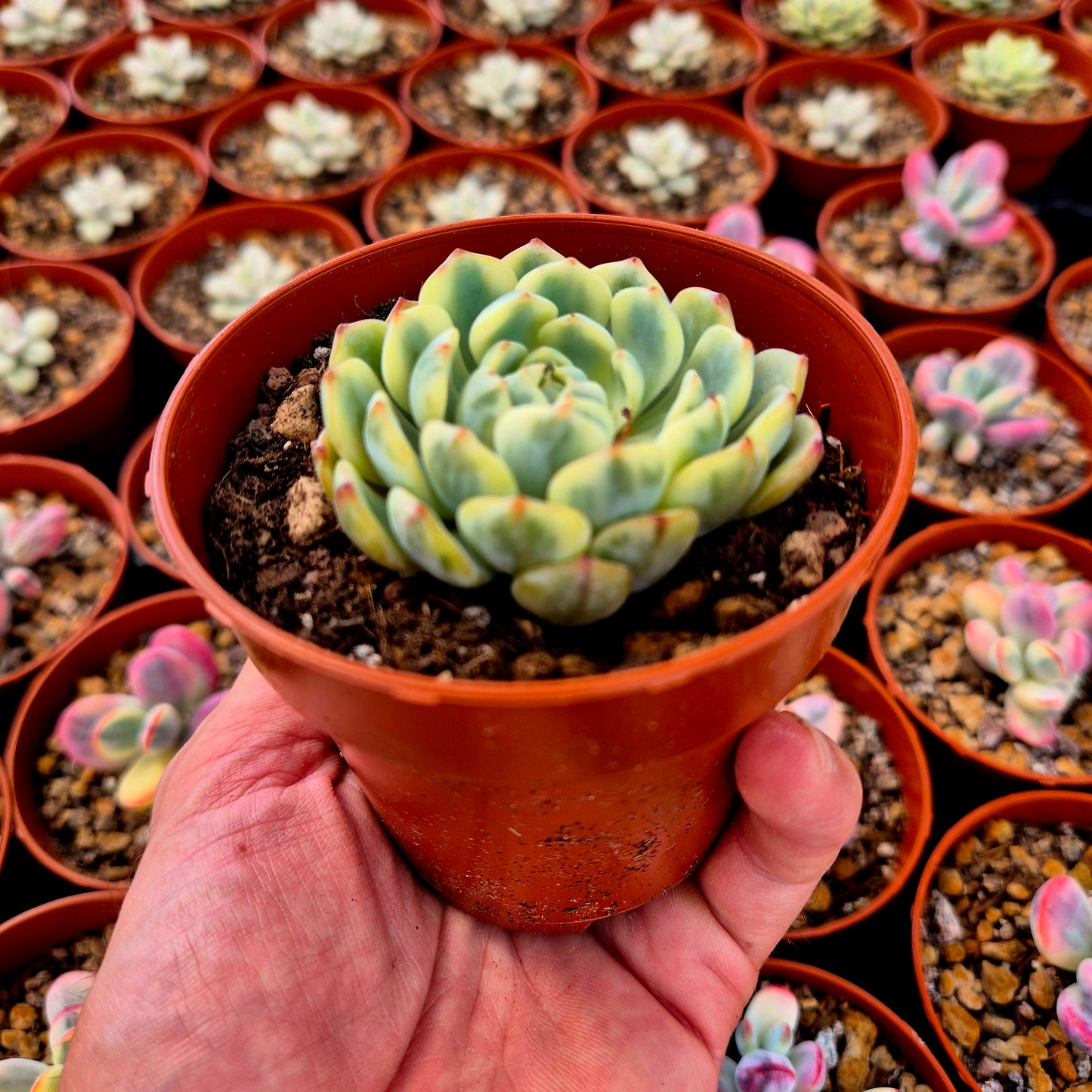 Echeveria "Blue minima" variegada