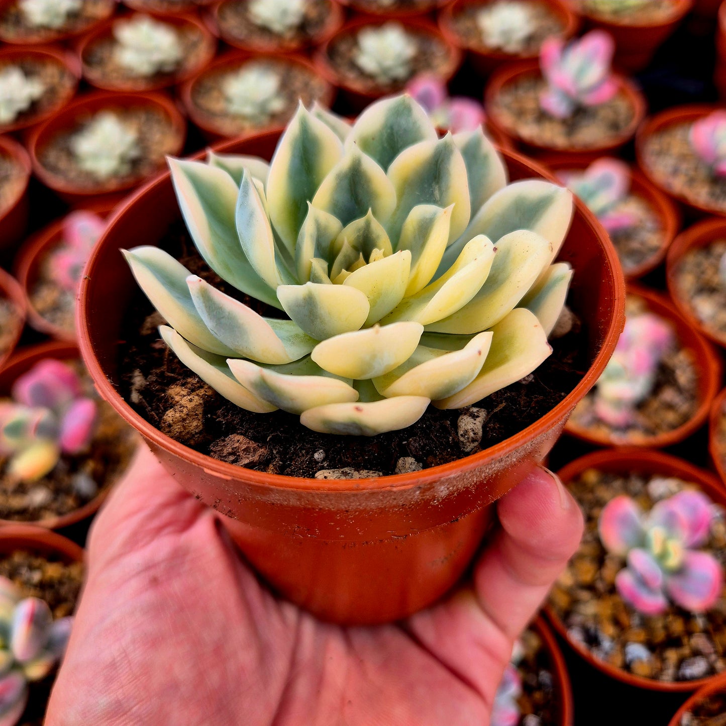 Echeveria « Moon Fairy » panaché