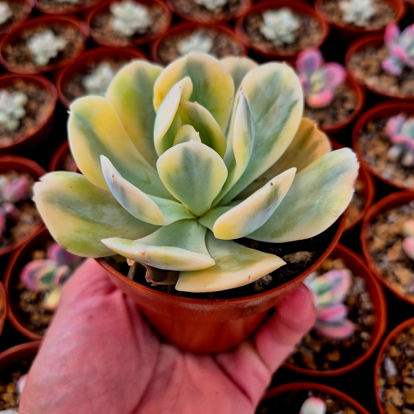 Echeveria runyonni variegada