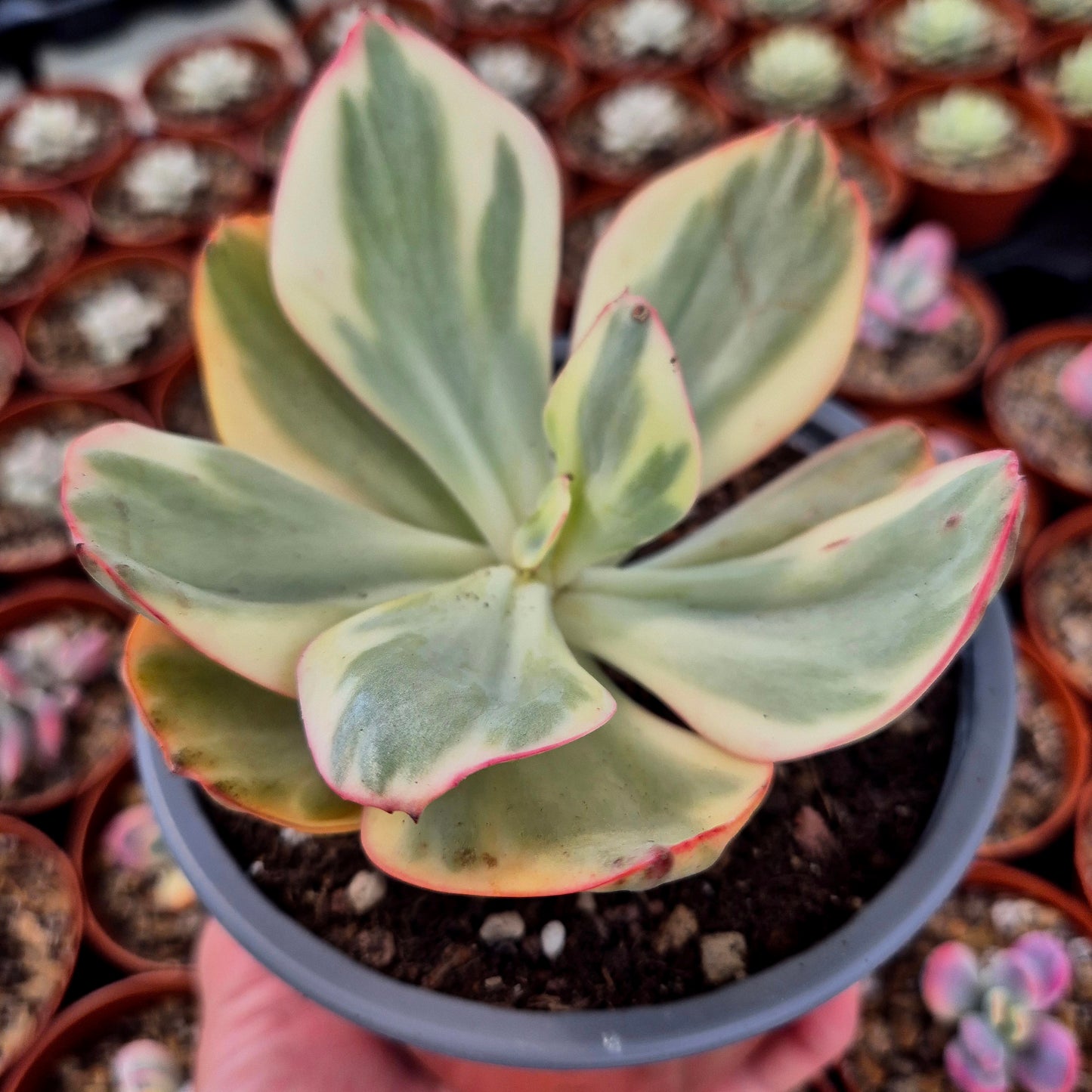 Echeveria gigantea panaché