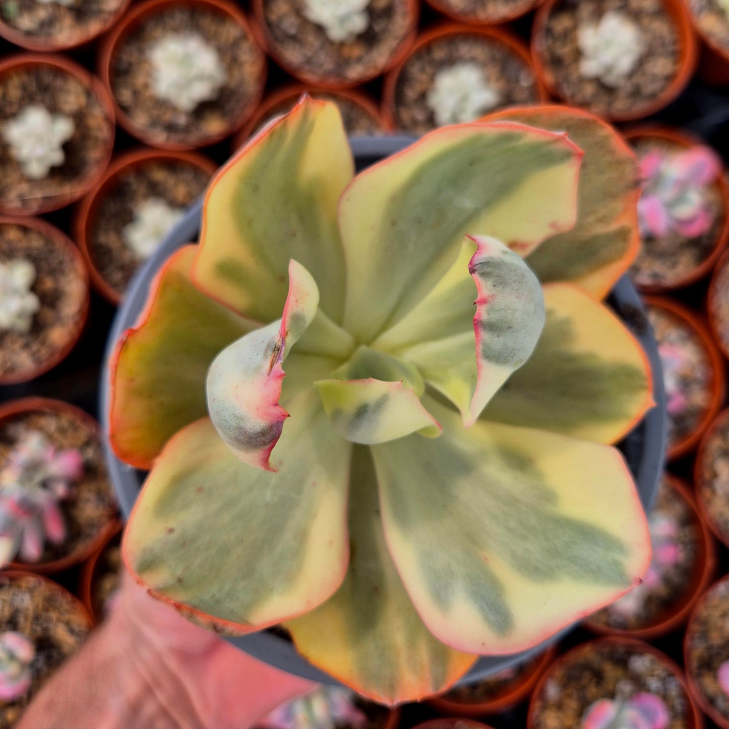 Echeveria gigantea panaché