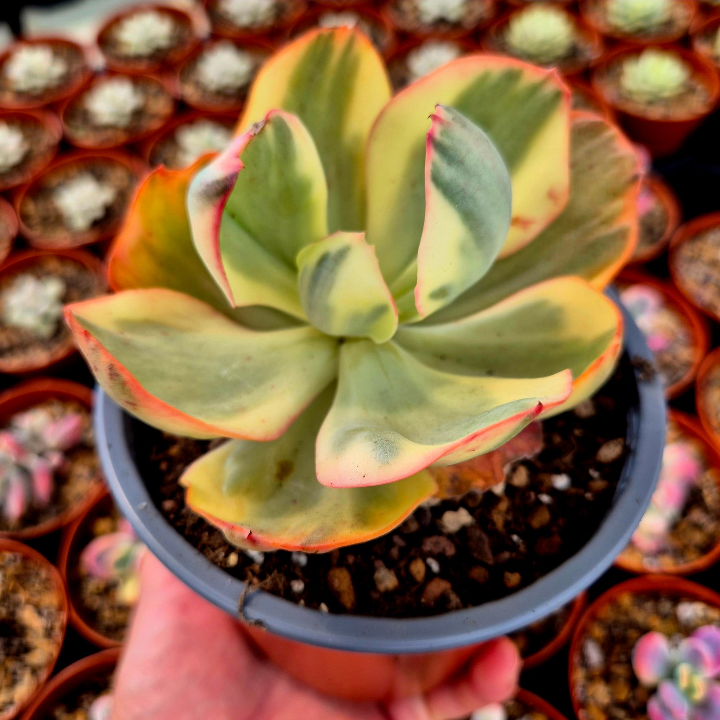 Echeveria gigantea panaché
