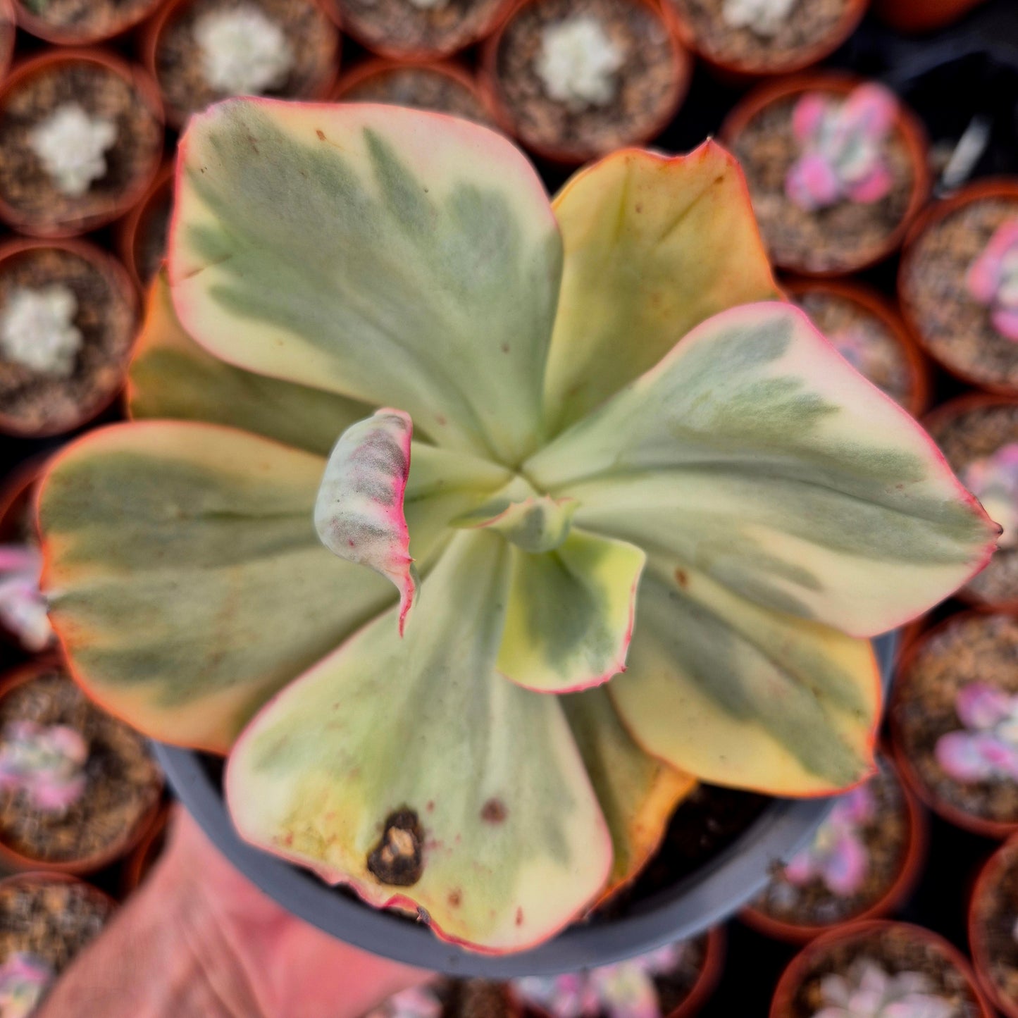 Echeveria gigantea panaché
