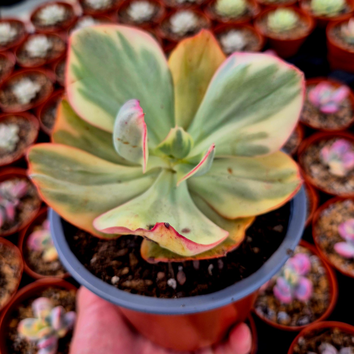 Echeveria gigantea panaché