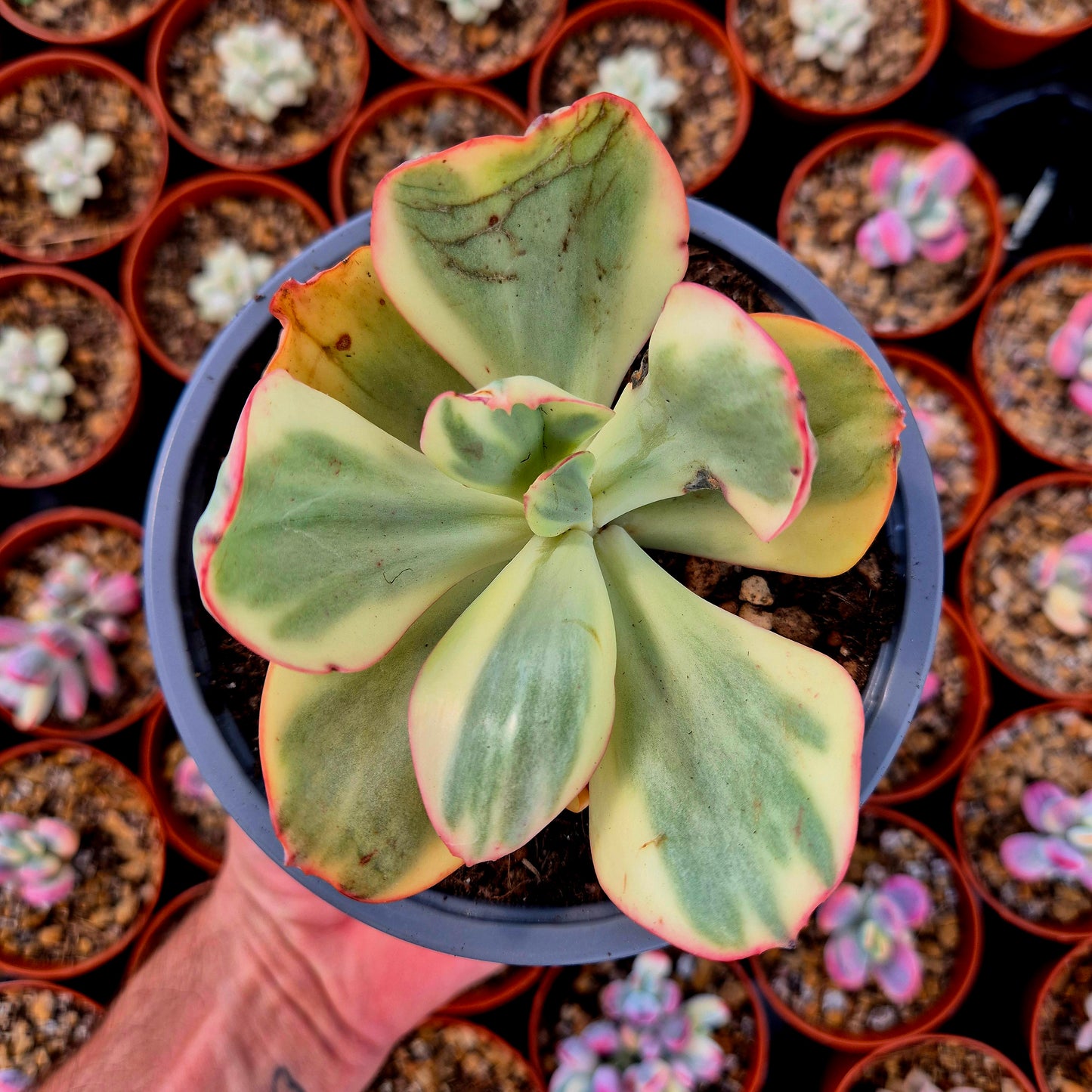 Echeveria gigantea panaché