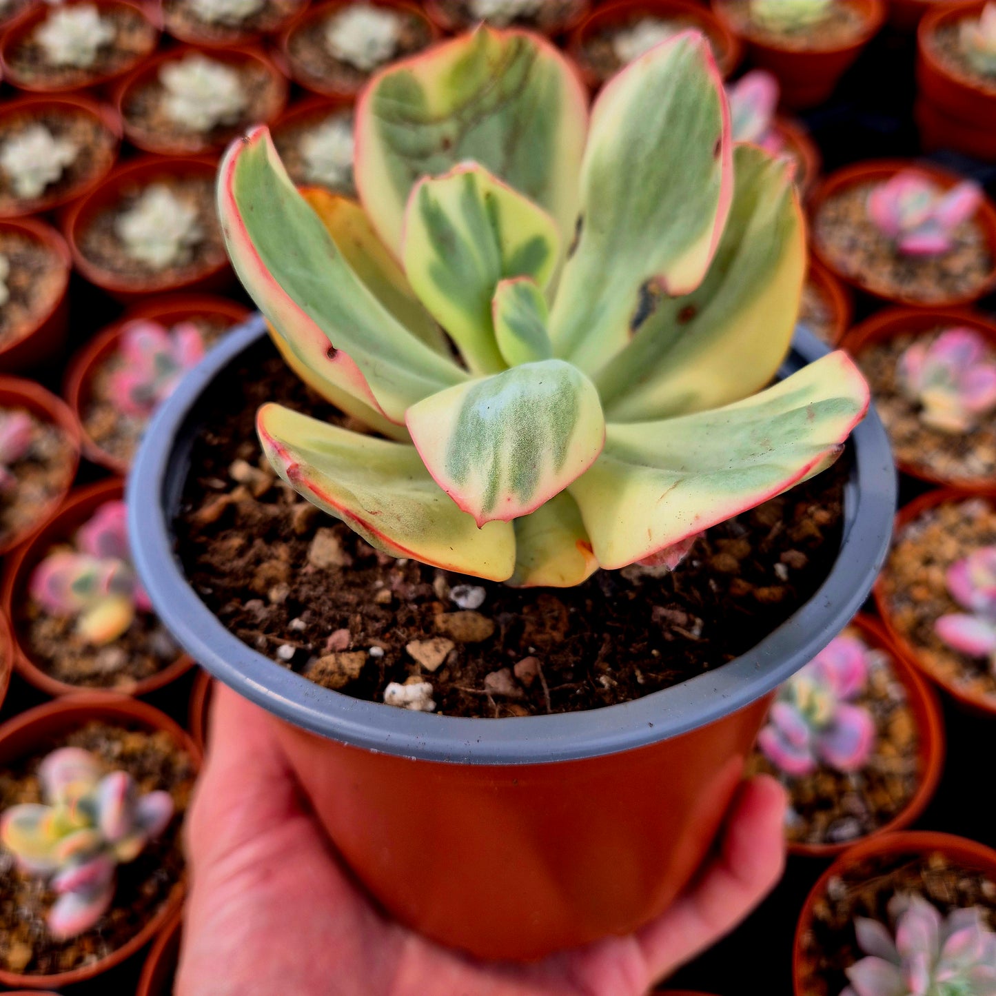 Echeveria gigantea panaché