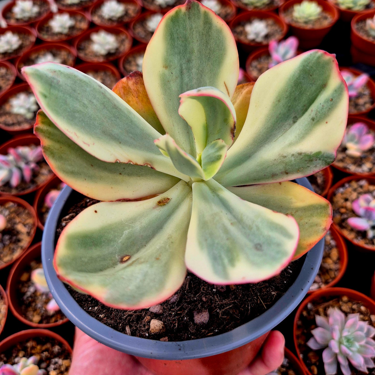 Echeveria gigantea panaché