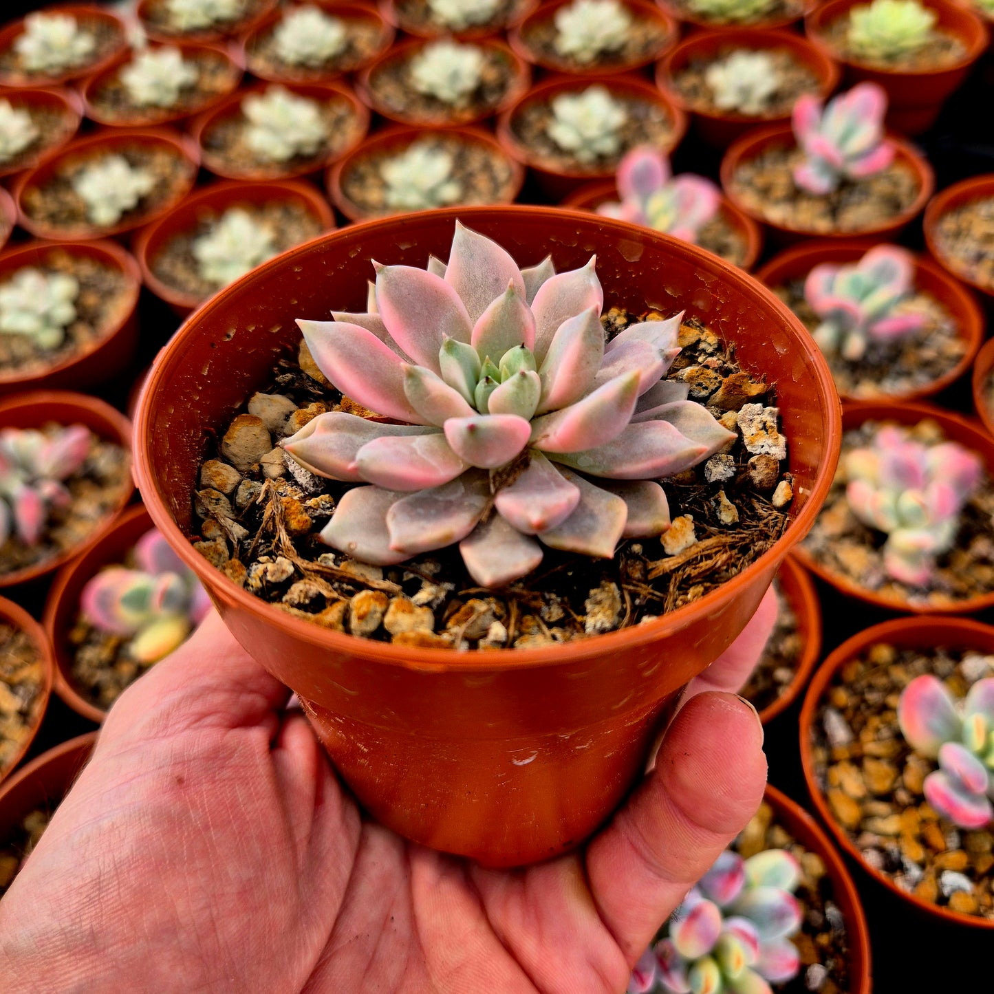 Graptoveria "Red Diamond" variegada