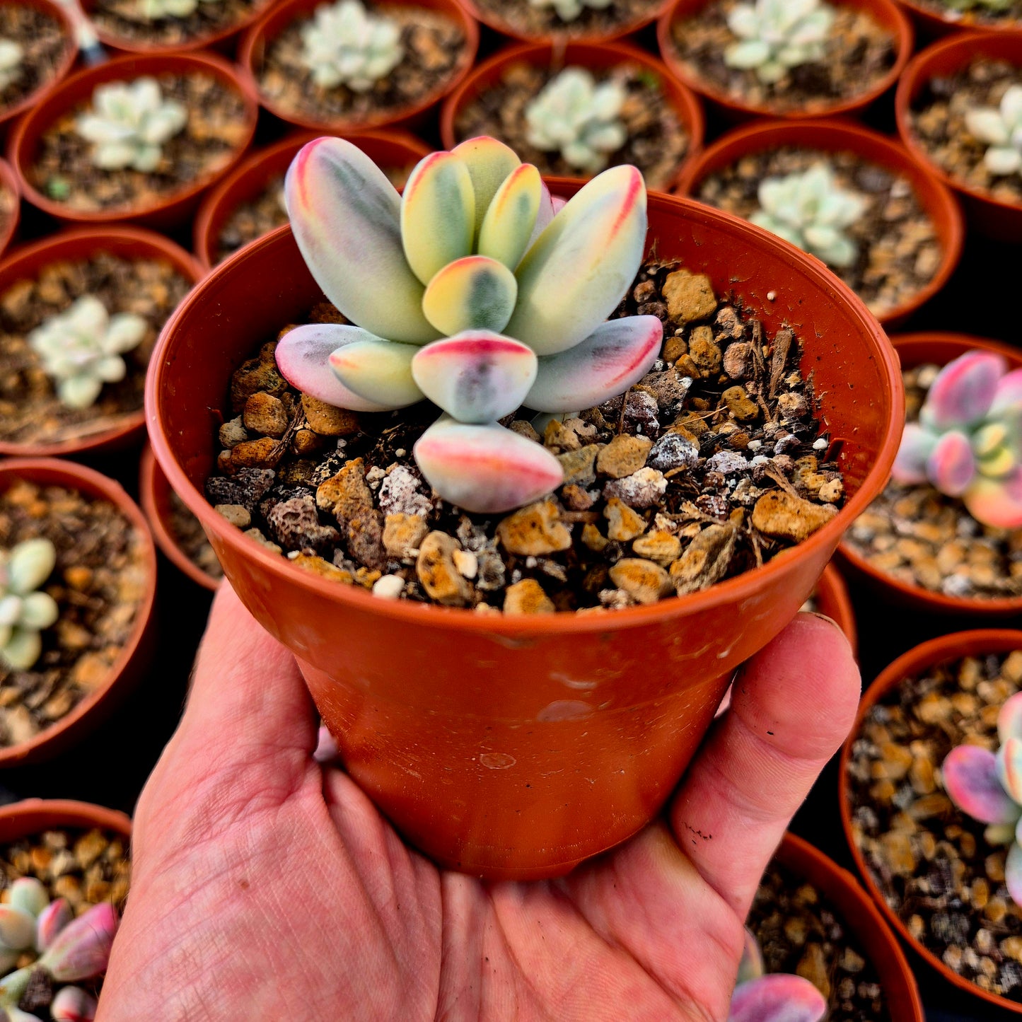 Cotyledon orbiculata var oophila variegado