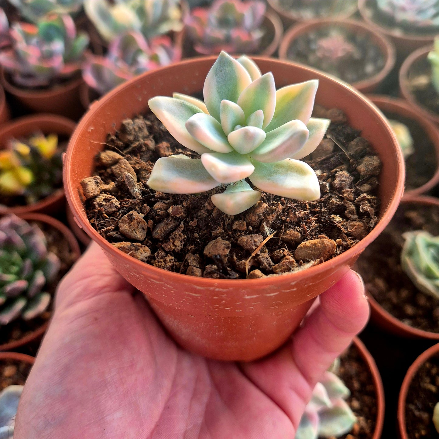 Graptosedum « White Ghosty » panaché