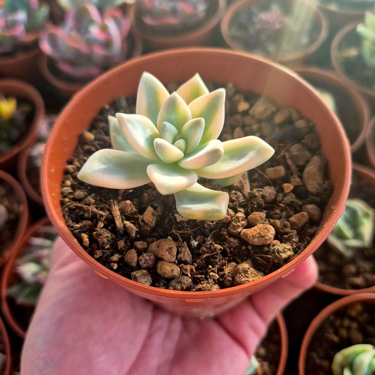 Graptosedum « White Ghosty » panaché
