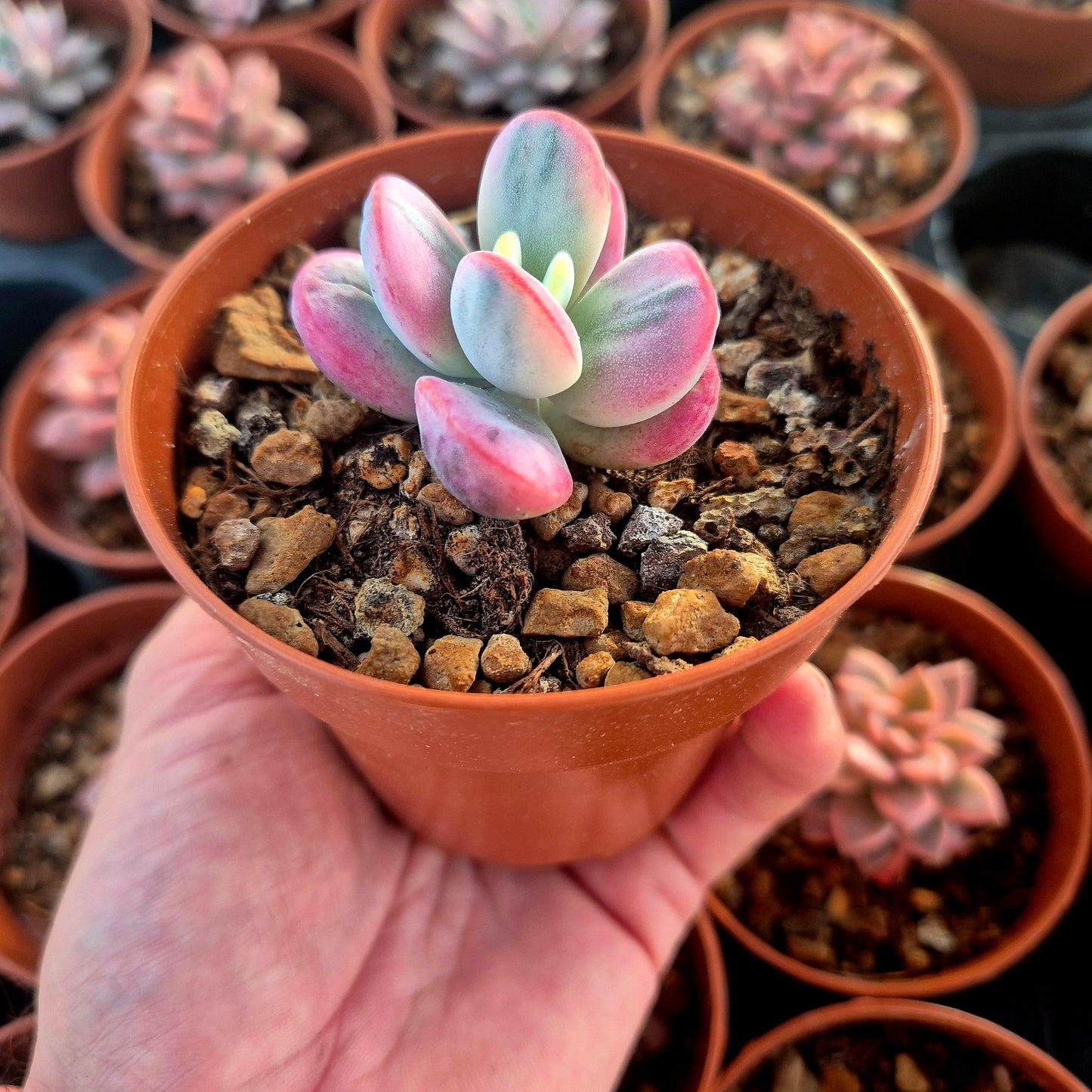 Cotyledon orbiculata var oophila variegado