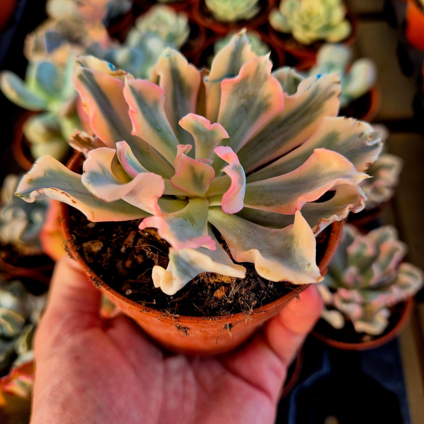Echeveria "Liberia" panaché