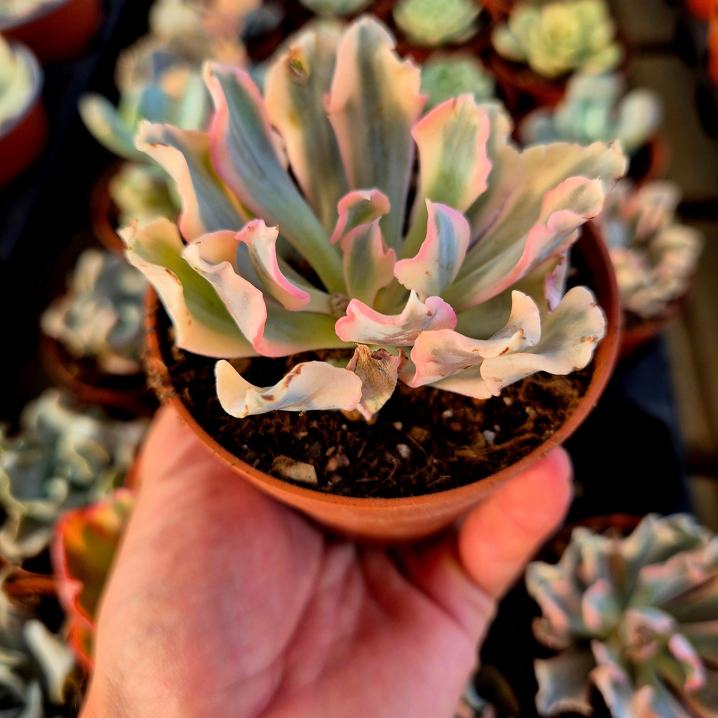 Echeveria "Liberia" variegata