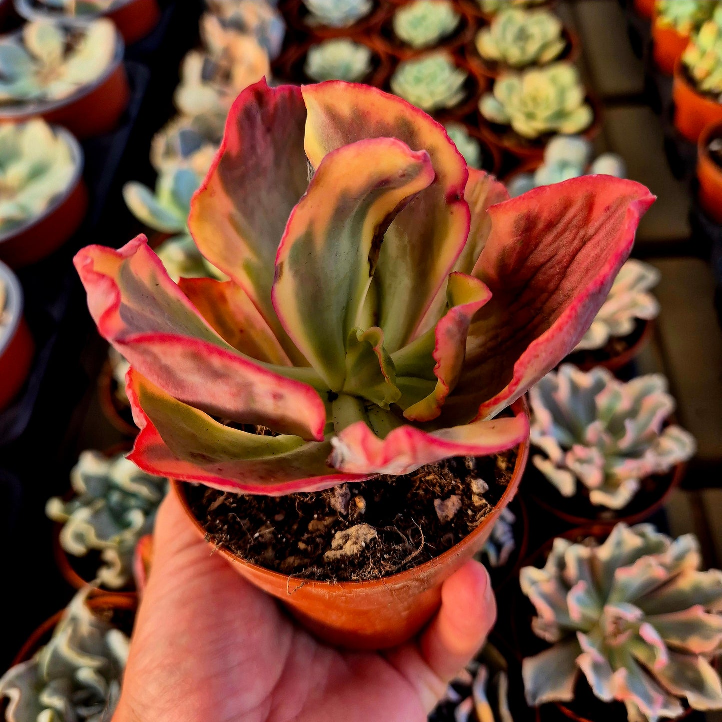 Echeveria "Flamingo" variegada