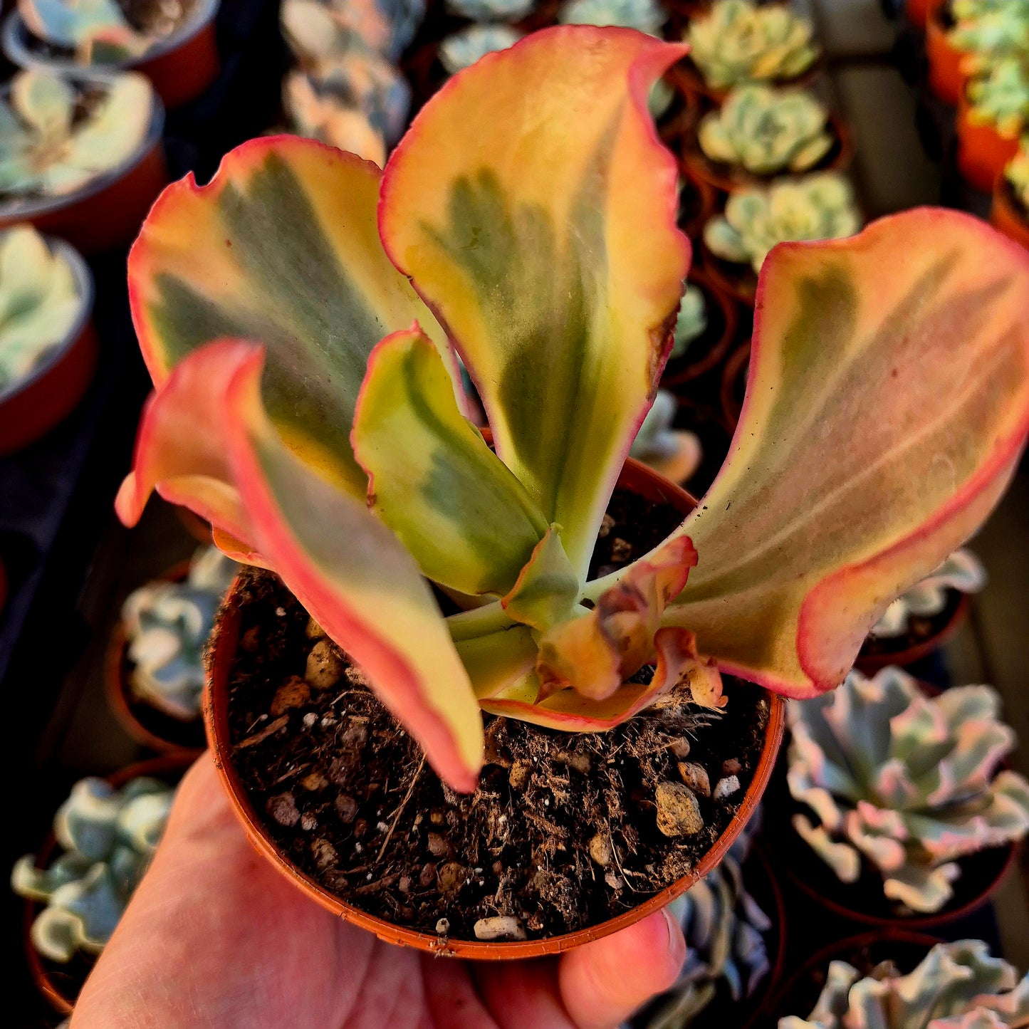 Echeveria "Flamingo" variegada