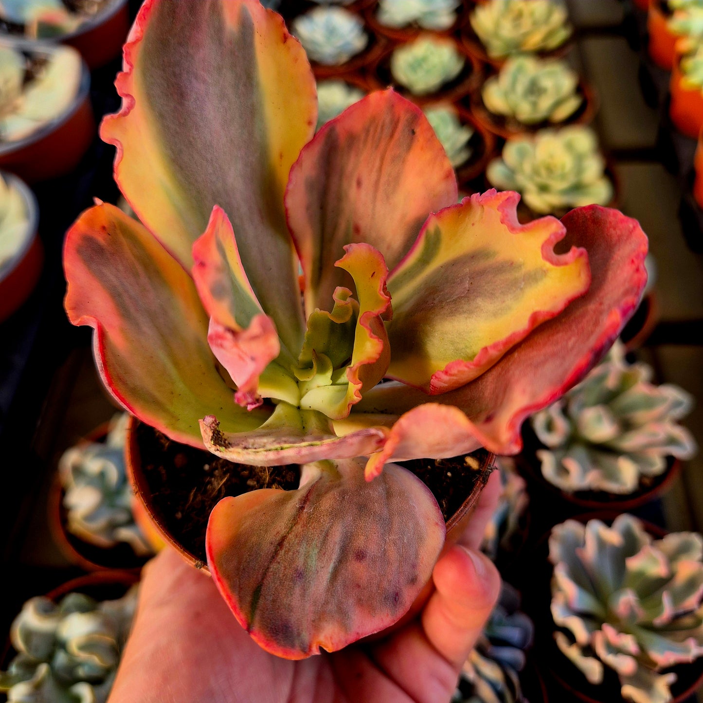 Echeveria "Flamingo" variegada