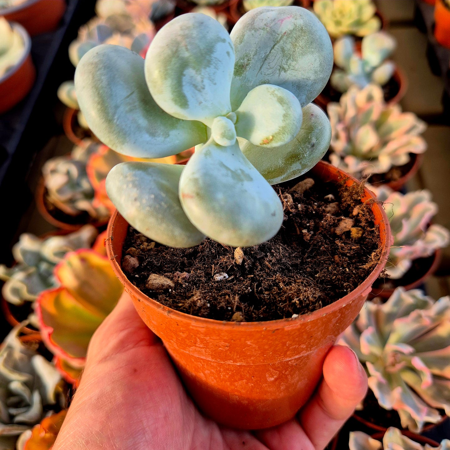 Pachyphytum « Botox »