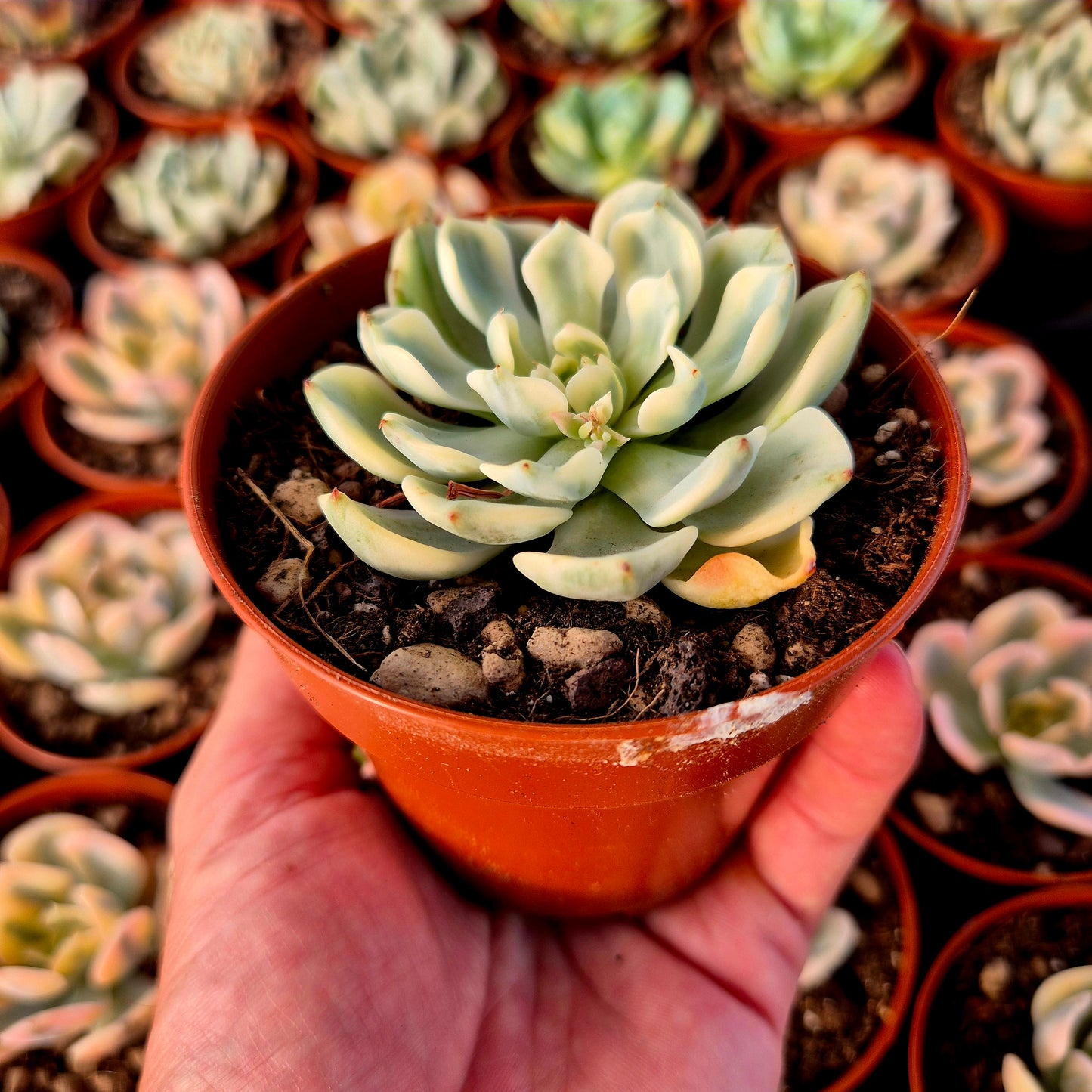 Echeveria "Sitifukumiama" panachée