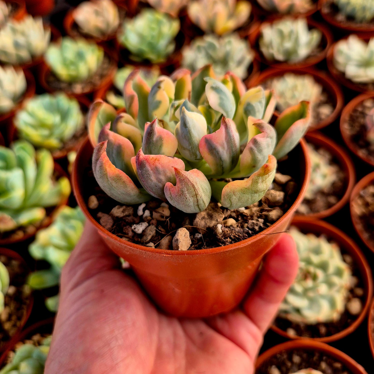 Echeveria "Raindrops" panaché